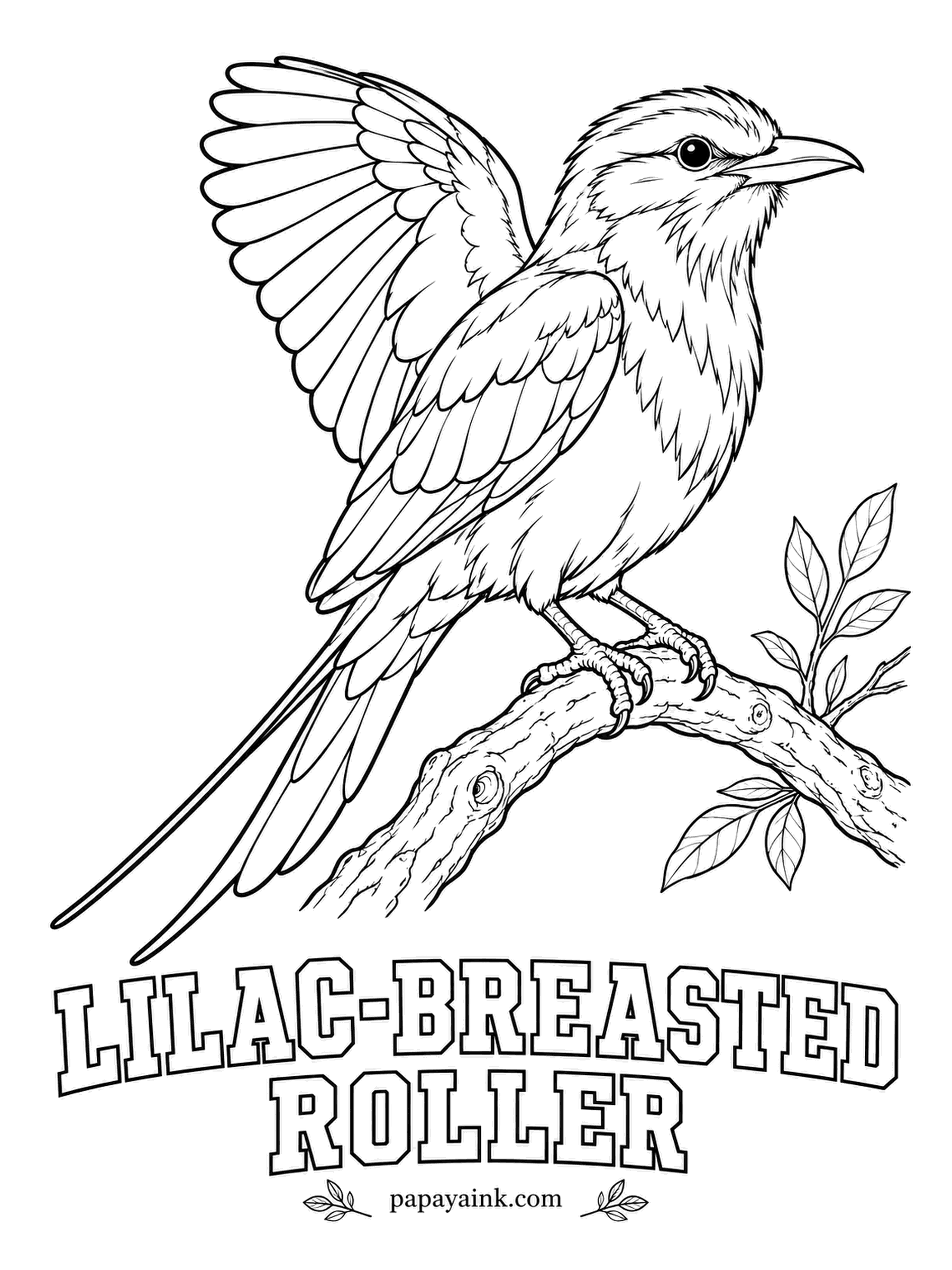 Realistic Bird Coloring Pages - Named for the tumbling, rolling dives of its courtship flight, the lilac-breasted roller watches the African savanna from its favorite branch. Lilac breast, turquoise belly, cinnamon face, wings in two shades of blue and long tail streamers.