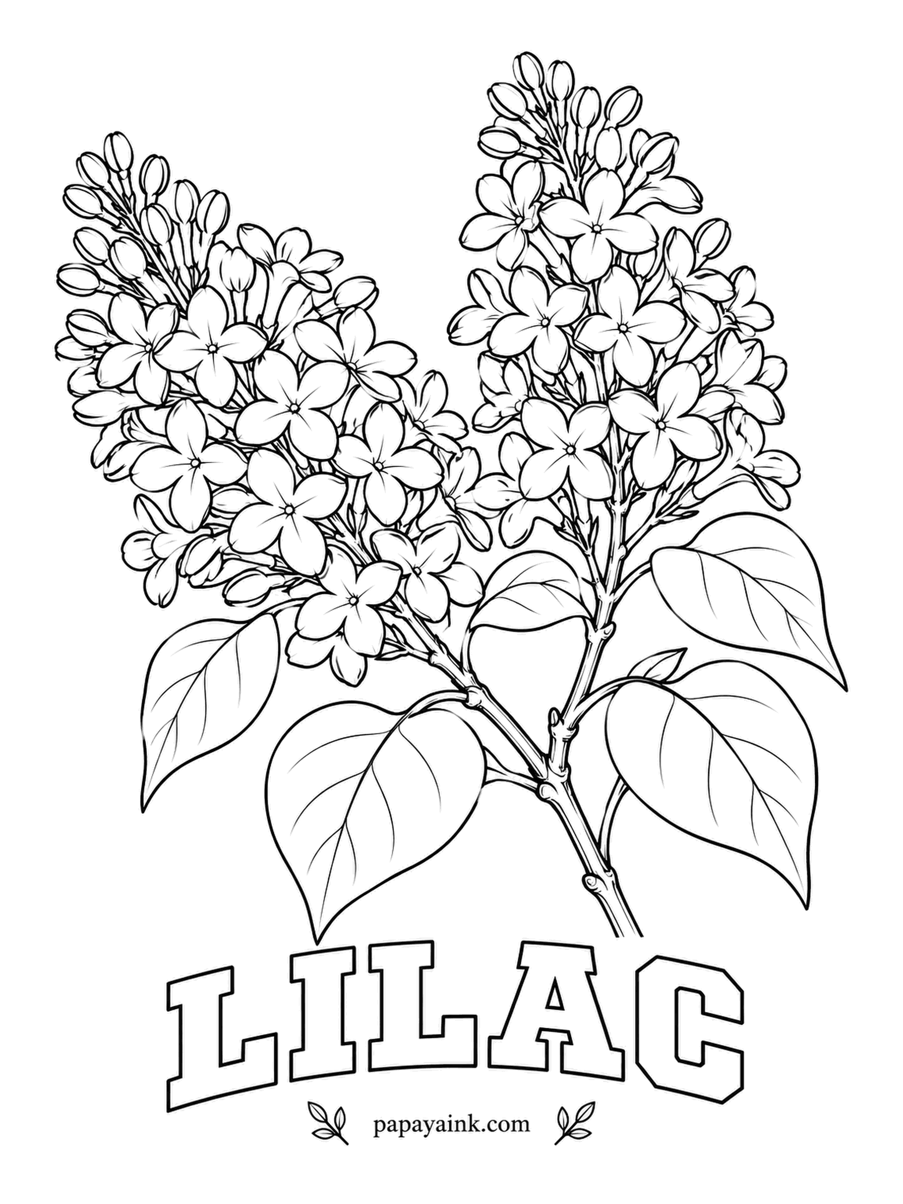 Free Flower Coloring Pages - Most lilac florets have four petals, and hunting for one with five is an old garden game said to bring luck. Mix lavender and violet across each cluster so it does not read as one flat shape. Detailed.