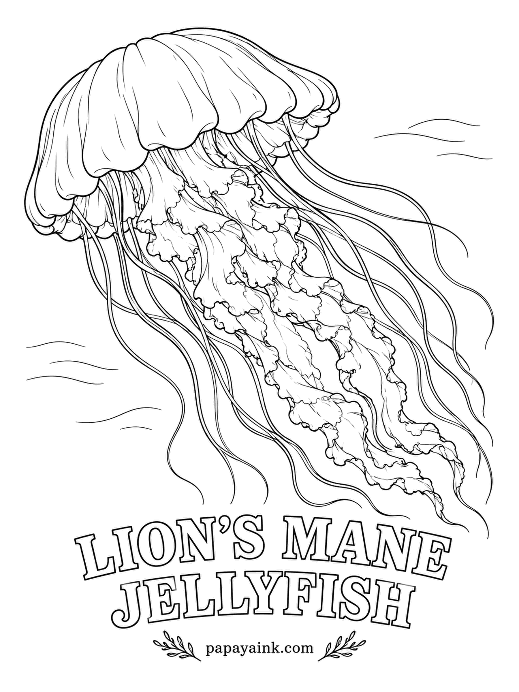 Sea Creature Coloring Pages - Largest of all known jellyfish, with tentacles that can trail longer than a blue whale. It lives in cold northern seas, where the trailing mass really does resemble a shaggy mane. Crimson to golden orange on the bell, darker red frills below.