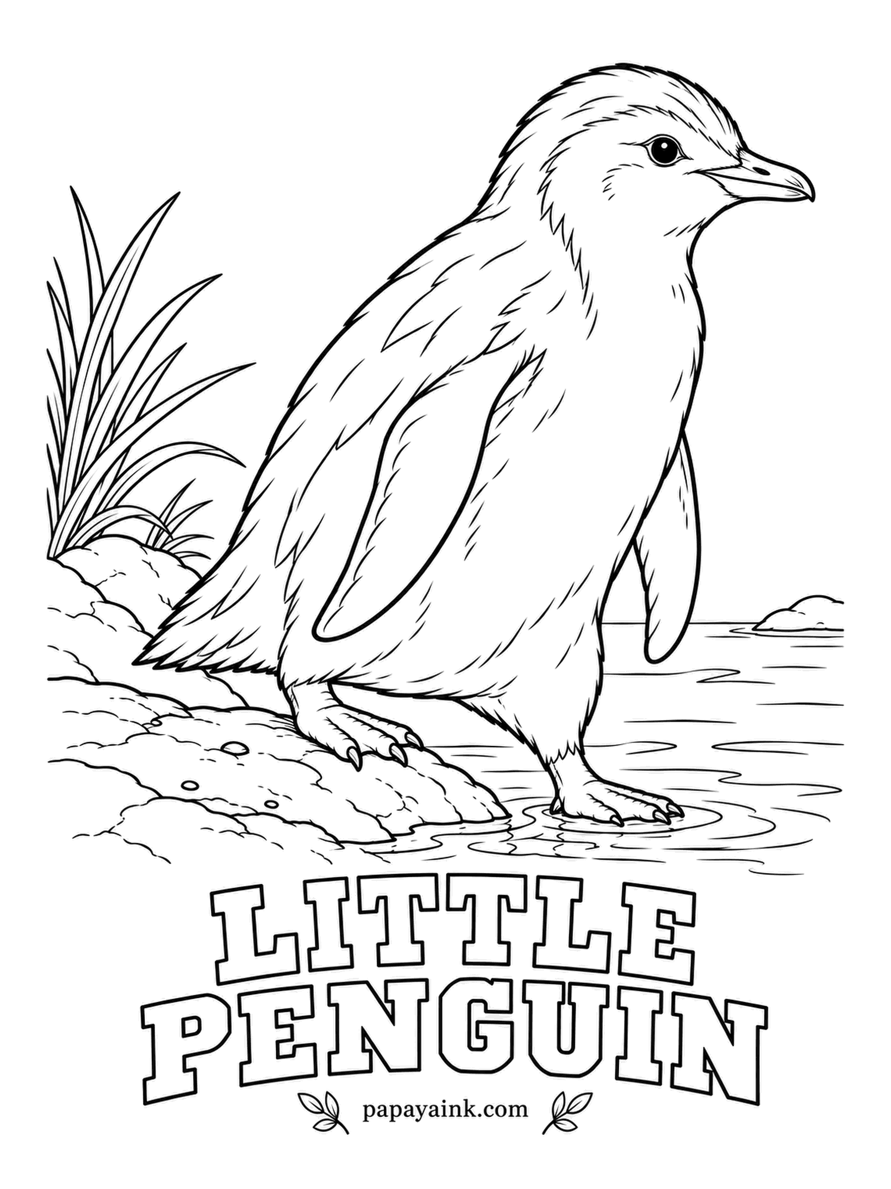 Realistic Bird Coloring Pages - Smallest penguin in the world, and a commuter: every evening at dusk, little penguins waddle ashore in groups along the coasts of southern Australia and New Zealand. Slate blue on top and white below, which is why some call it the fairy penguin.