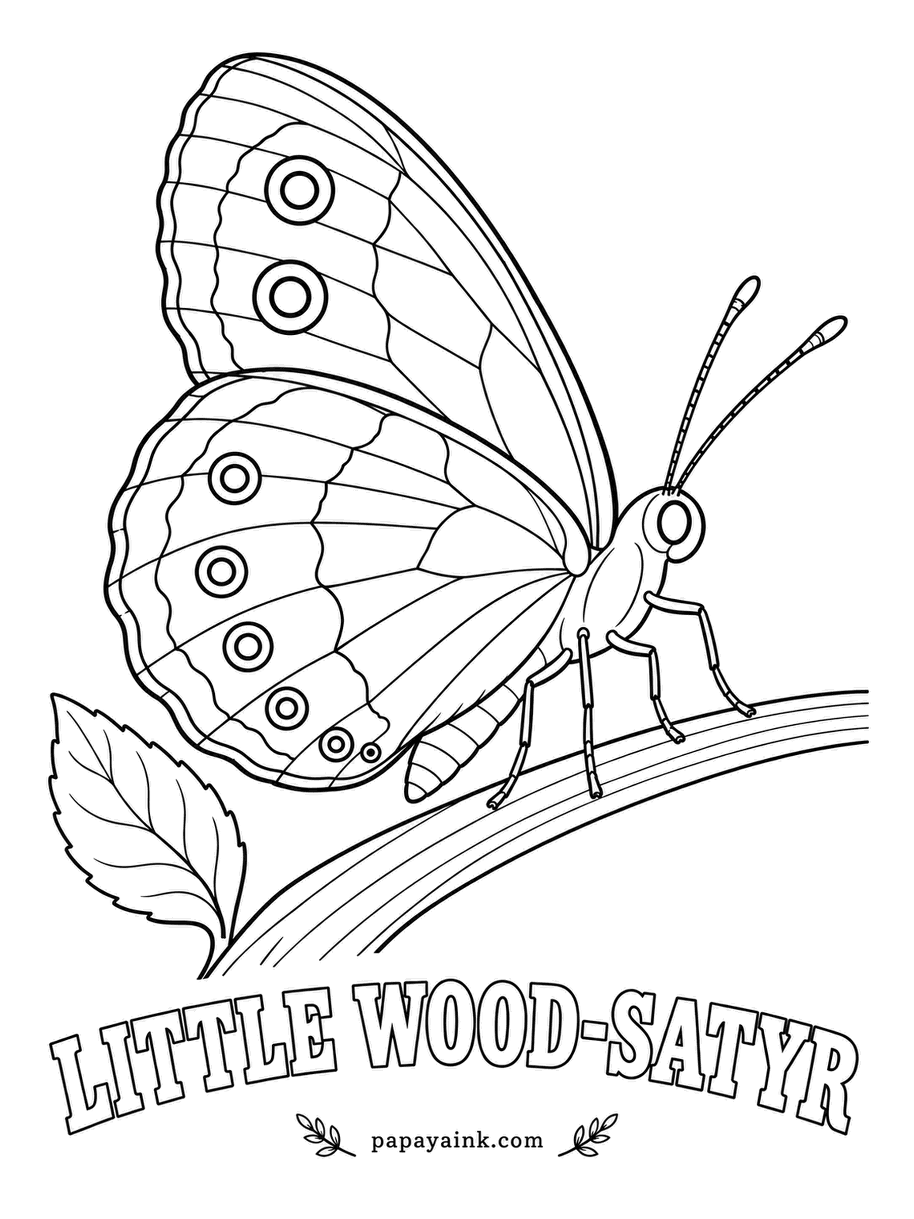 Butterfly and Moth Coloring Pages - Imagine dappled light under oaks and a brown butterfly that bobs from shadow to shadow. Each wing carries a pair of black eyespots rimmed in yellow; keep the rest a soft warm brown, like the grass it grew up on.