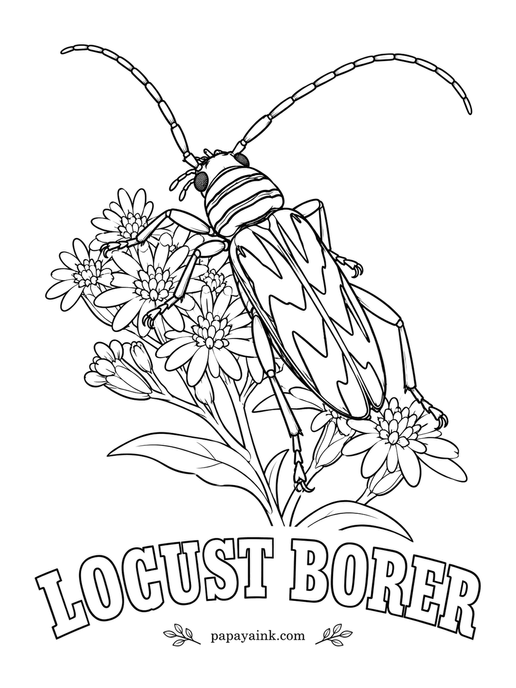 Beetle Coloring Pages - Yellow zigzags on black make the locust borer look like a wasp, which keeps most birds at a respectful distance. Look for it on goldenrod in early fall; the grubs live in black locust trees. Sunflower yellow over charcoal.