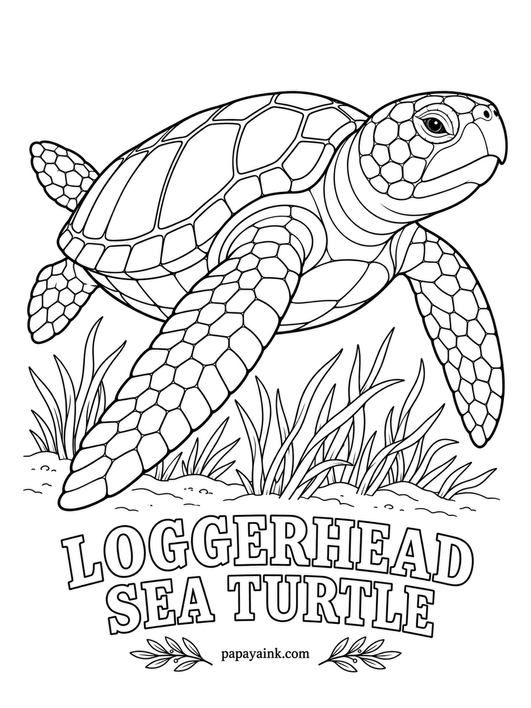 Sea Creature Coloring Pages - That oversized head holds jaws strong enough to crack conch shells and crabs, its usual dinner. The shell is reddish brown, closer to a chestnut than to any green, and the skin runs tan to yellow.