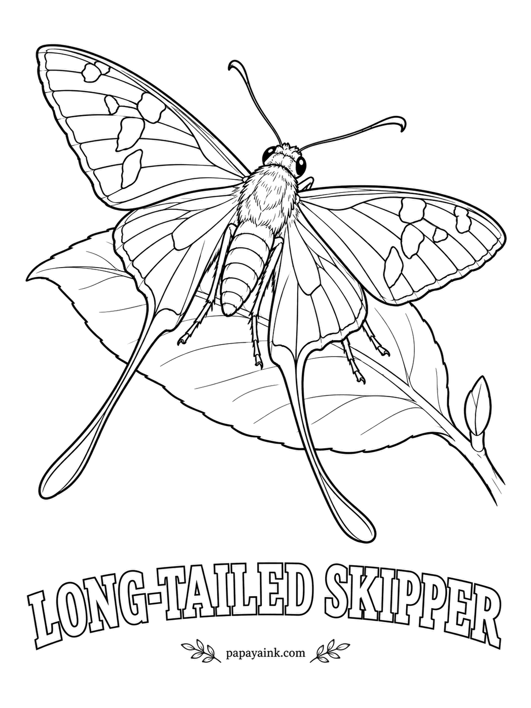 Butterfly and Moth Coloring Pages - Drawn with its tails stretched to the very limit, which suits a species that trails them like streamers. The body and wing bases glow iridescent blue-green, the rest is brown with glassy white windows on the forewing.
