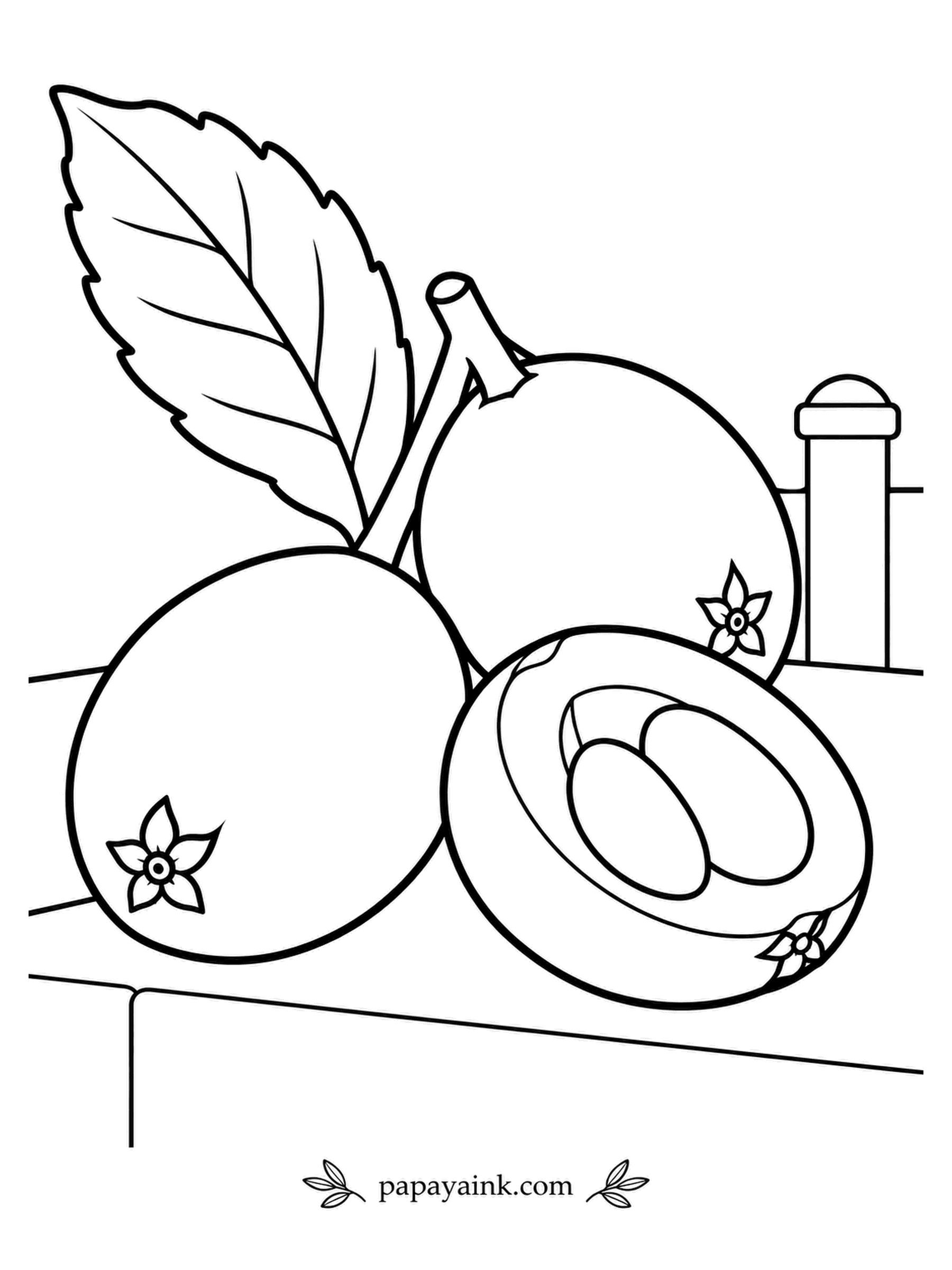 Fruit Coloring Pages - Loquats are among the first fruits of spring, ripening on trees that flowered in late autumn. Each one hides a few big, polished brown seeds - the cut half on this patio ledge displays them. The leaf is long, stiff and toothed. Apricot orange for the fruit, deep green for the leaf.
