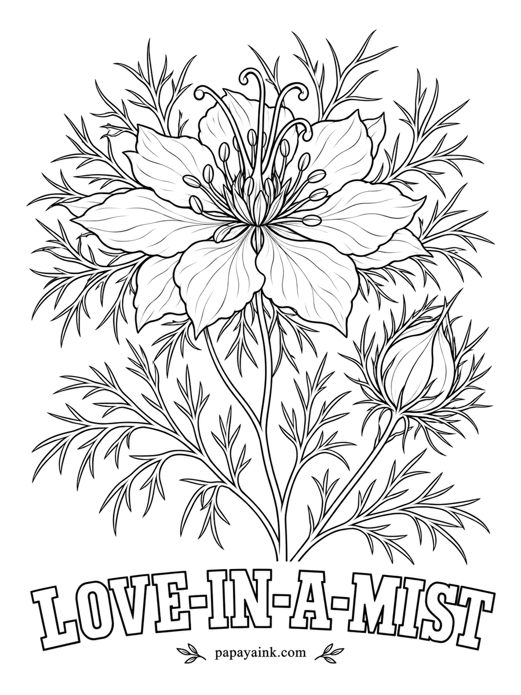 Printable Flower Coloring Pages - The flower sits inside a ruff of thread-fine leaves, which is the mist in the name. Love-in-a-mist is usually sky blue, sometimes pink or white, and the bud at lower right will swell into a striped balloon of a pod. Detailed - sharp pencils for the fringe.