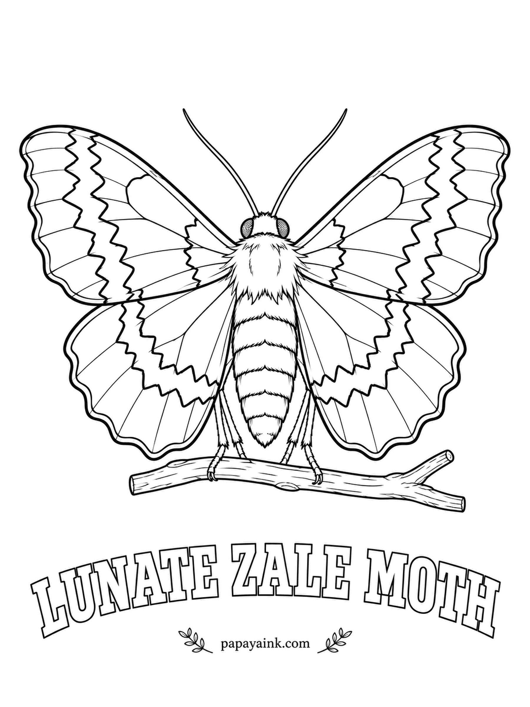 Butterfly and Moth Coloring Pages - Zigzag bands of brown and tan run across both wings, matching tree bark so well that it spends the day spread flat on a trunk, unseen. A crescent-moon mark on the forewing gives it the name. Detailed.