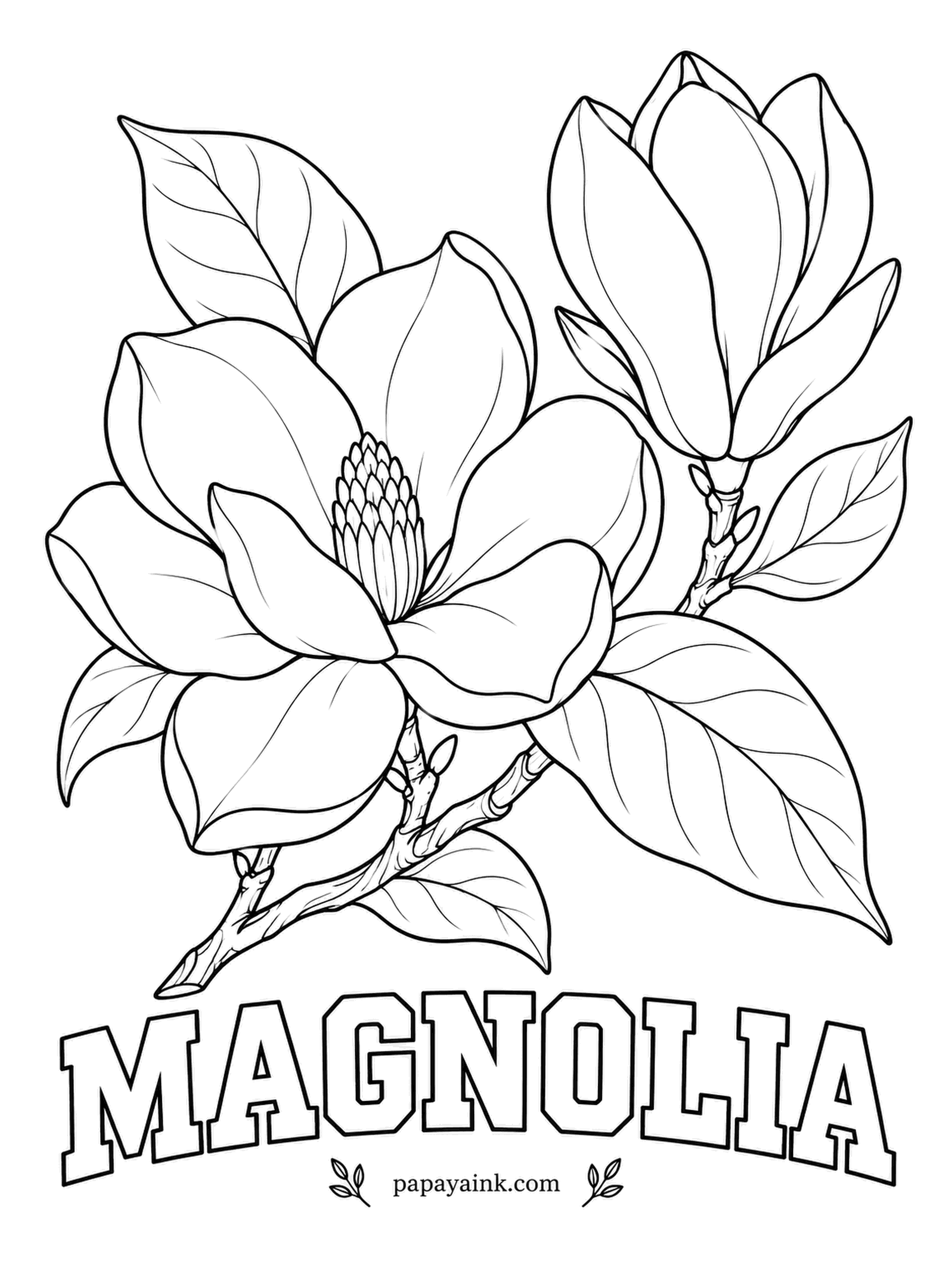 Free Flower Coloring Pages - Magnolias appeared before bees did, so their flowers evolved to be pollinated by beetles, which explains the tough, thick petals. Try white with a blush of pink at the base and a soft yellow cone in the middle.