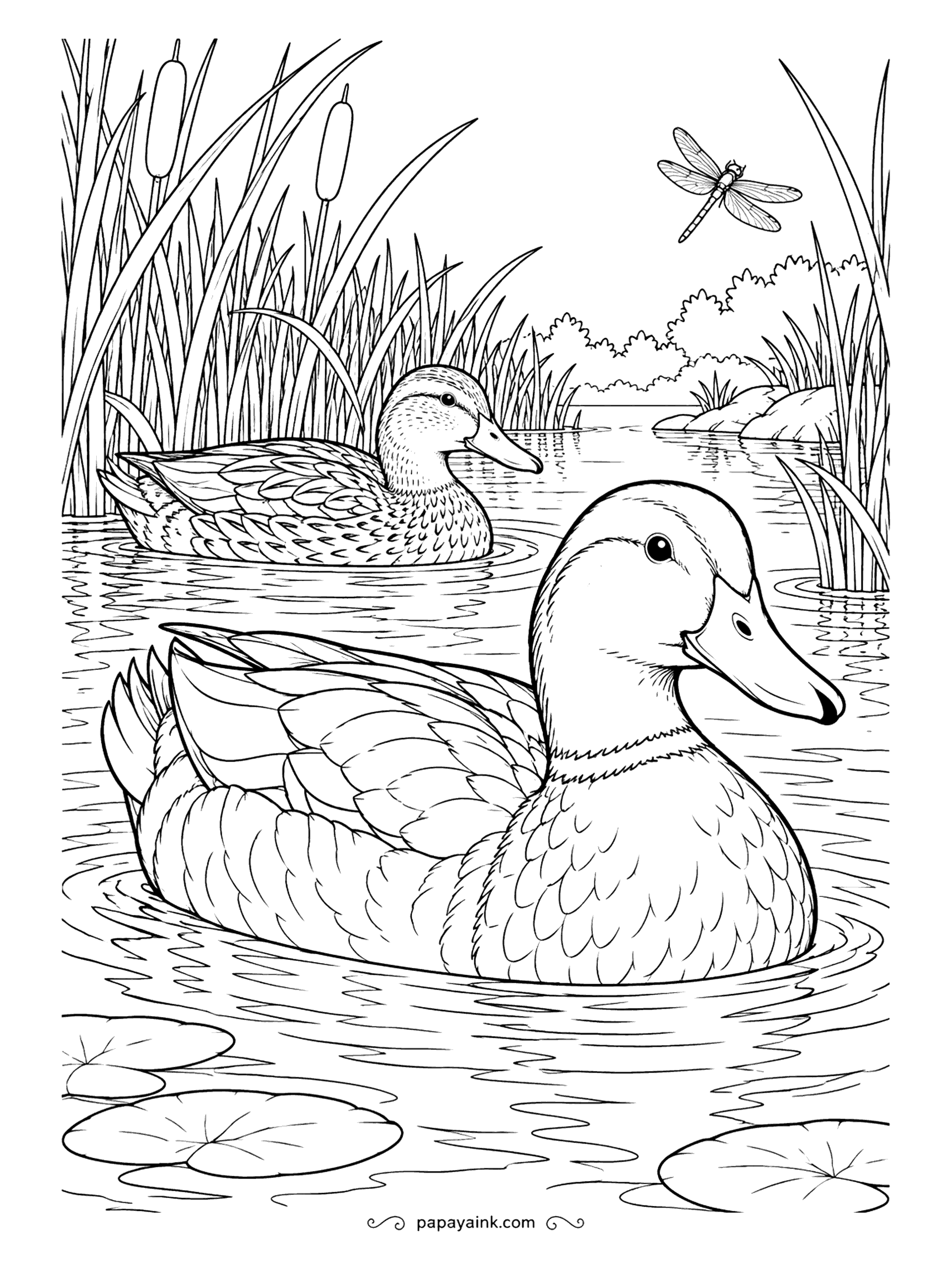 Duck Coloring Pages - Cattails, a dragonfly and a mallard couple on a slow afternoon. The drake out front wears the white neck ring; the speckled hen behind him prefers to stay near the reeds. Glossy green on his head, warm browns for her.