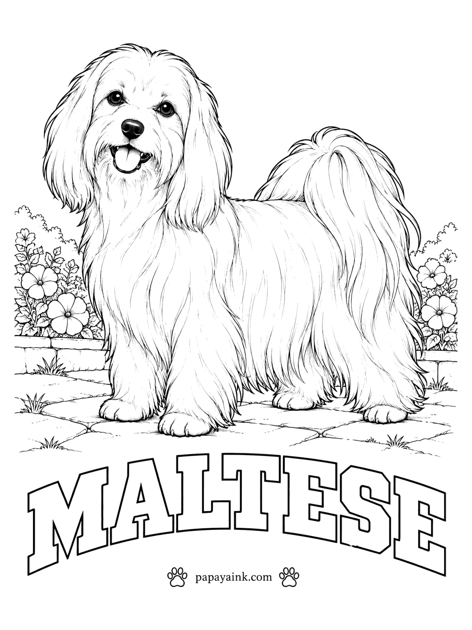 Free Printable Dog Coloring Pages - White, and only white. The Maltese has a long silky coat with no undercoat, a black nose and dark round eyes. Leave the paper bare, shade the folds of hair with pale gray or cream, and let the flowers behind carry the color.