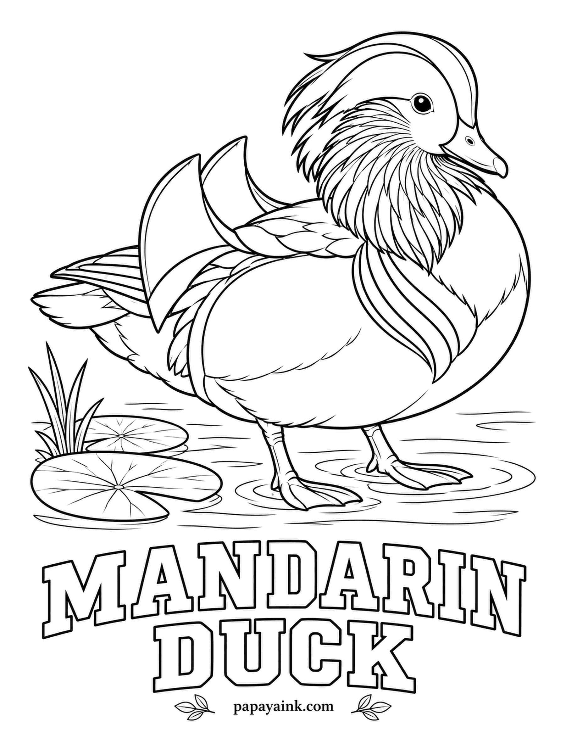 Printable Bird Coloring Pages - Those two orange fins on the back are real feathers, raised like sails when the drake shows off. A Mandarin Duck has orange whisker plumes, a white stripe behind the eye, a purple breast barred white and tawny sides. The female stays gray.