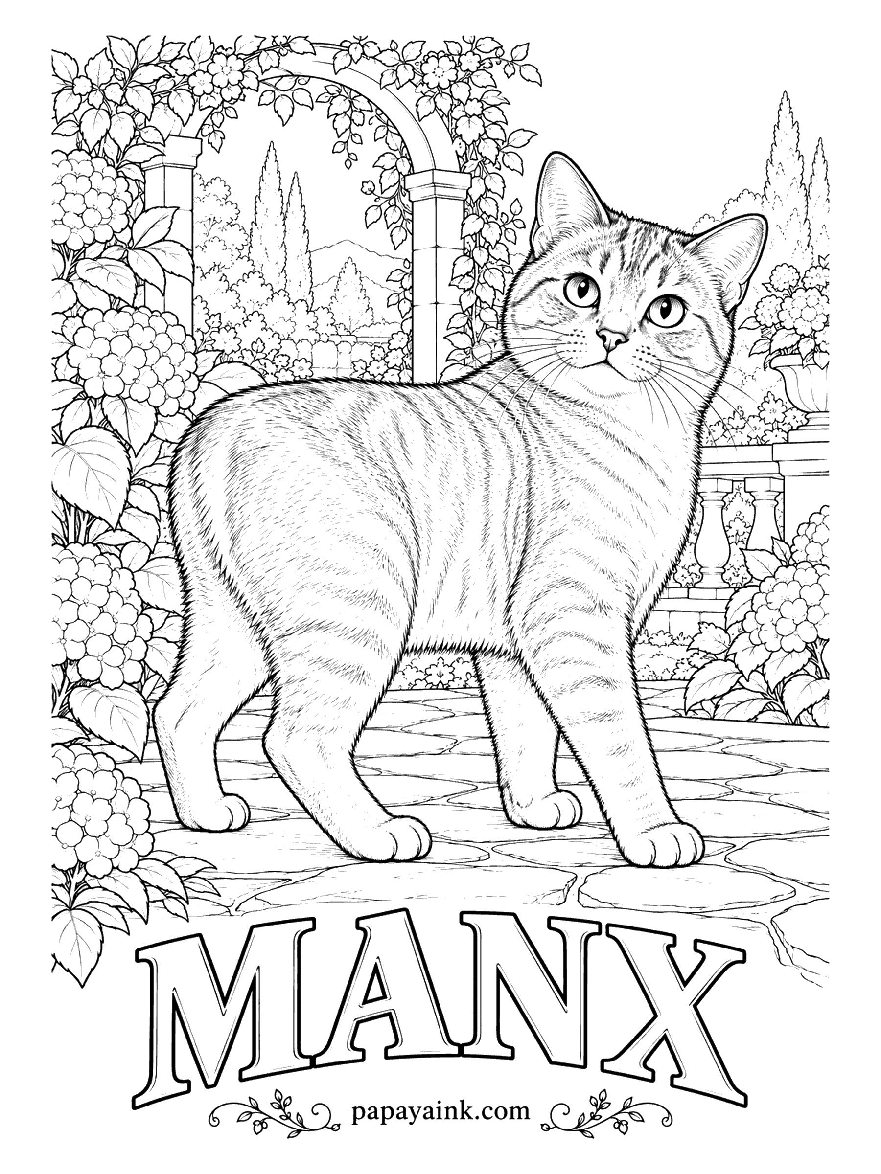 Free Printable Cat Coloring Pages - No tail at all: a rumpy Manx, the Isle of Man's tailless cat. Long hind legs give the back a slope and the rump a round finish. Colors and patterns vary widely, and a tabby like this one takes warm browns or silvery grays.
