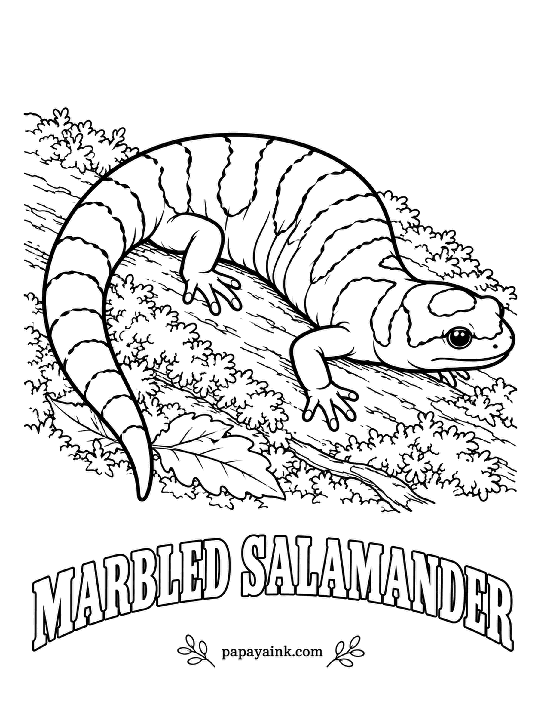 Amphibian Coloring Pages - The mother marbled salamander lays her eggs in a dry pool bed in autumn and curls around them for weeks until the rains come and fill it. The crossbands are silver on males, gray on females, across a chunky black body. Easy shapes, bold contrast.