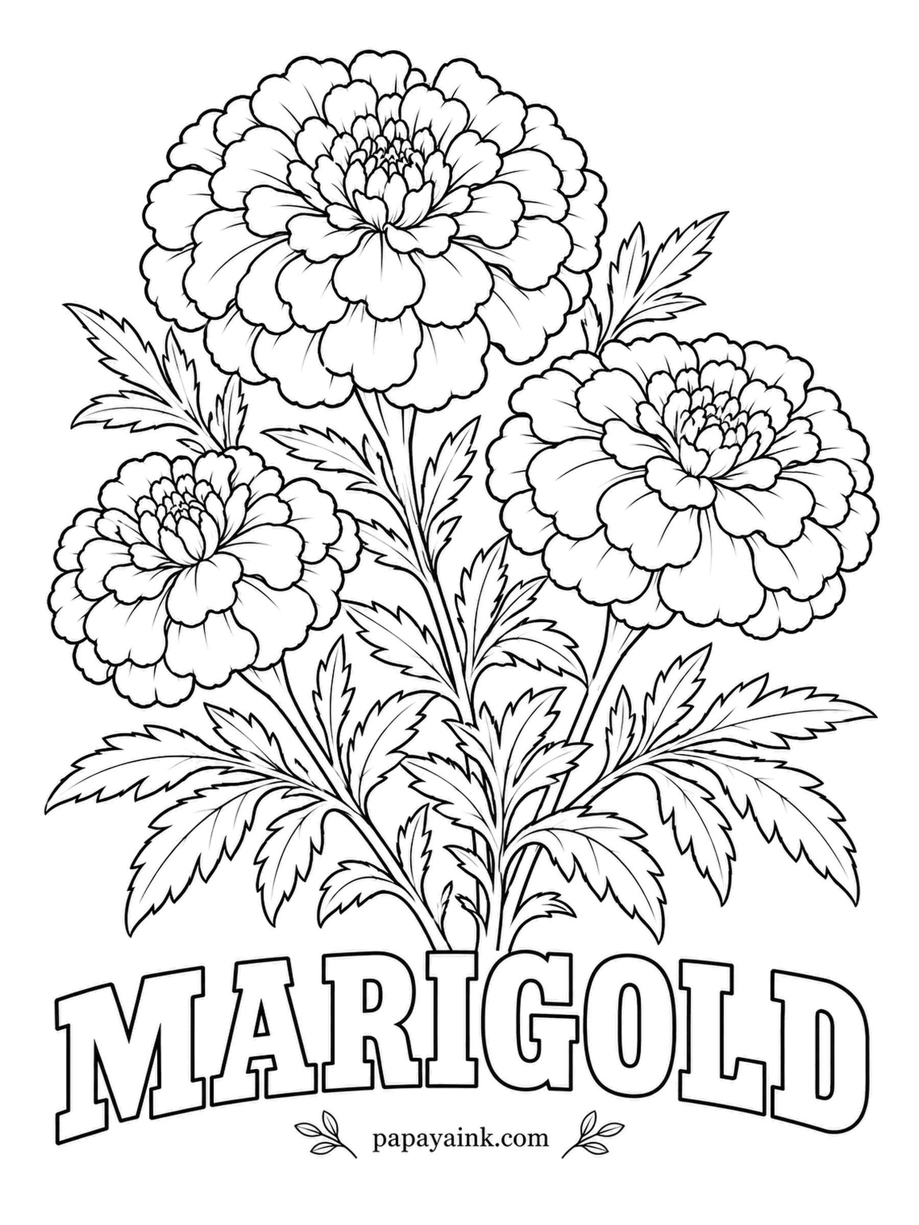 Free Flower Coloring Pages - Despite the common name African marigold, this ruffled pom-pom is native to Mexico and Central America. Orange and gold are the classic pair; give each head one of them and save the lighter shade for the frilled petal edges. Detailed.