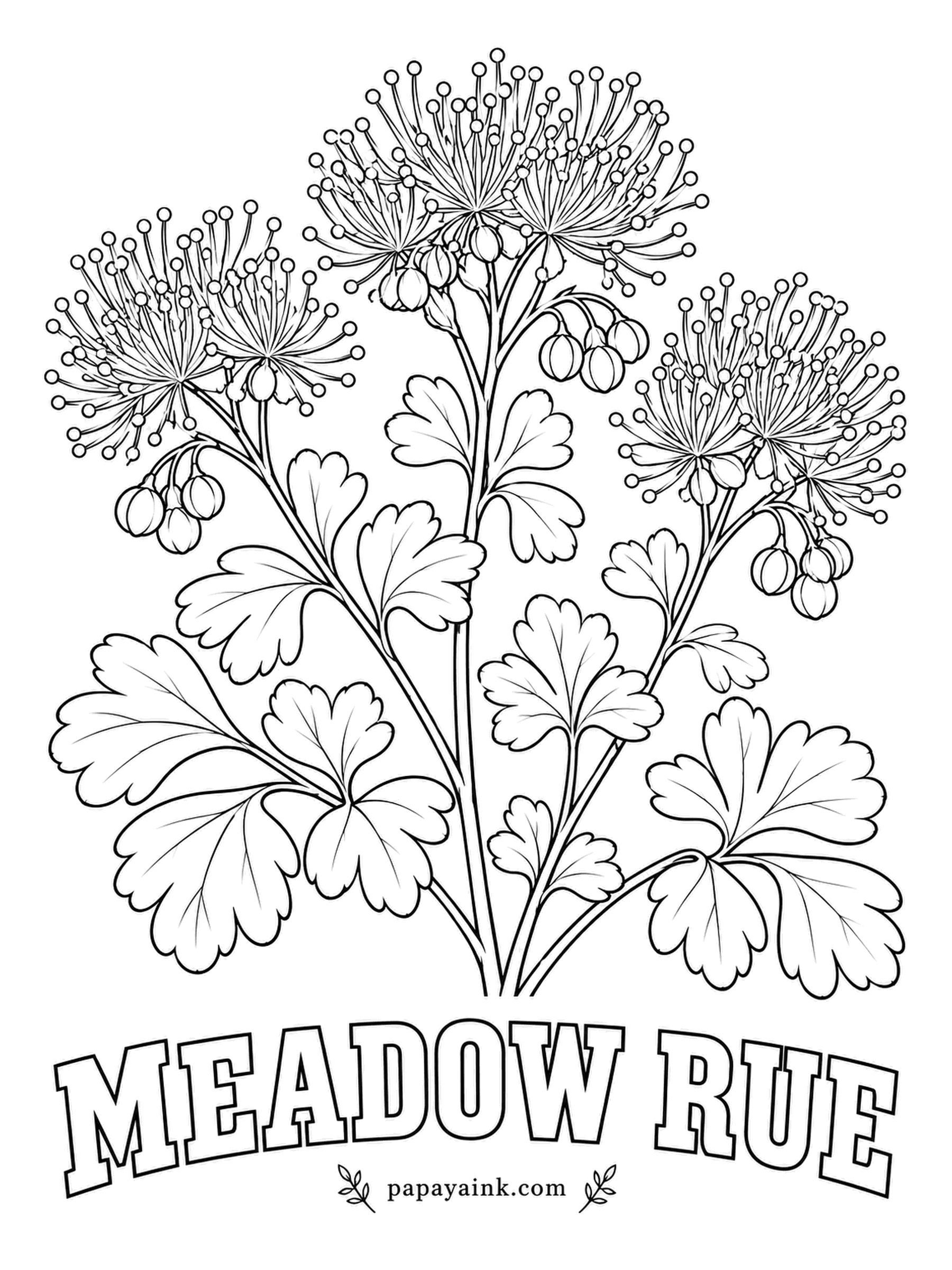 Realistic Flower Coloring Pages - Puffs of fine stamens float above the plant like tufts of thistledown. Meadow rue has leaves almost identical to a columbine's, and its round buds hang underneath like beads. Lavender puffs, blue-green leaves.