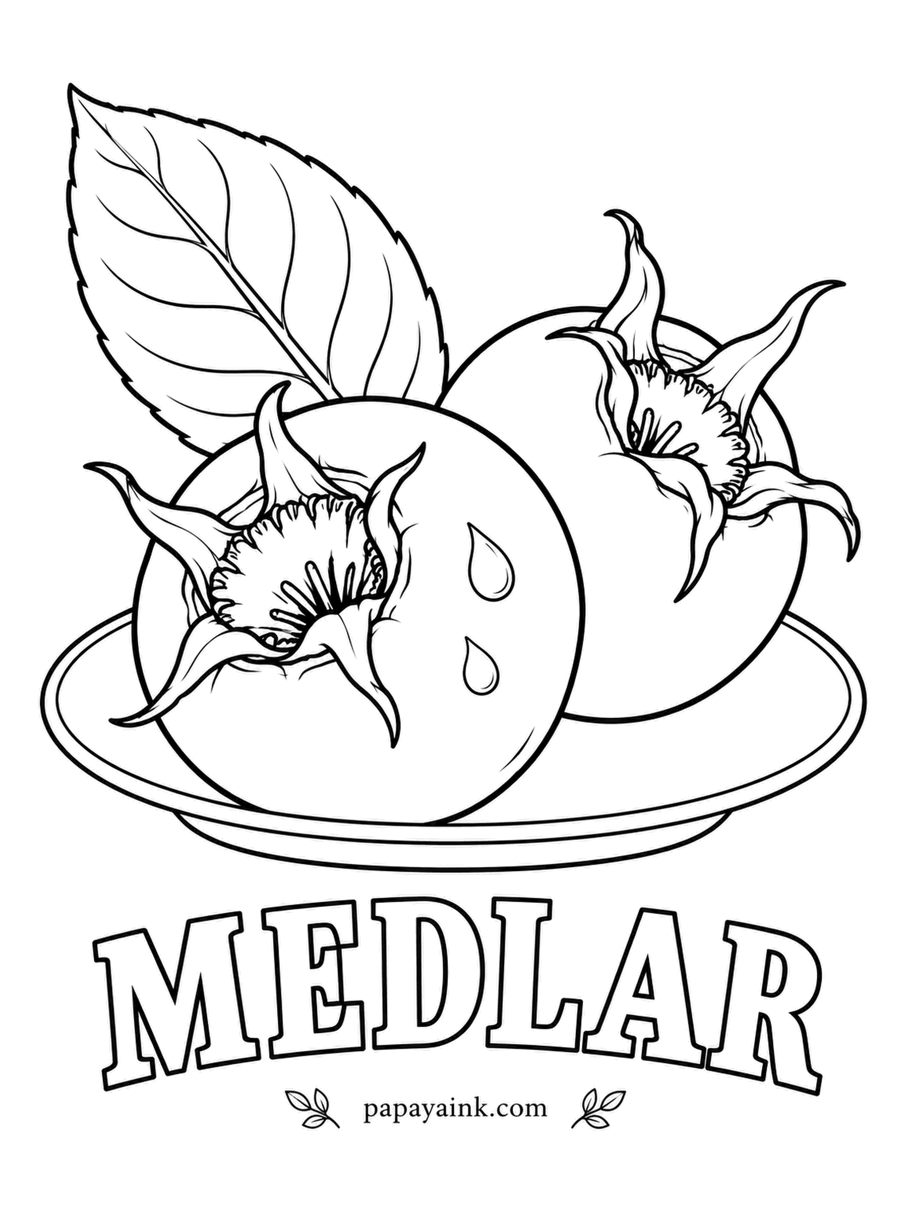Printable Fruit Coloring Pages - Picked hard and left to sit for weeks, medlars turn soft, brown and sweet, with a taste like spiced apple butter. Russet brown skin and a wide open crown of five long sepals - the most striking part of the drawing.
