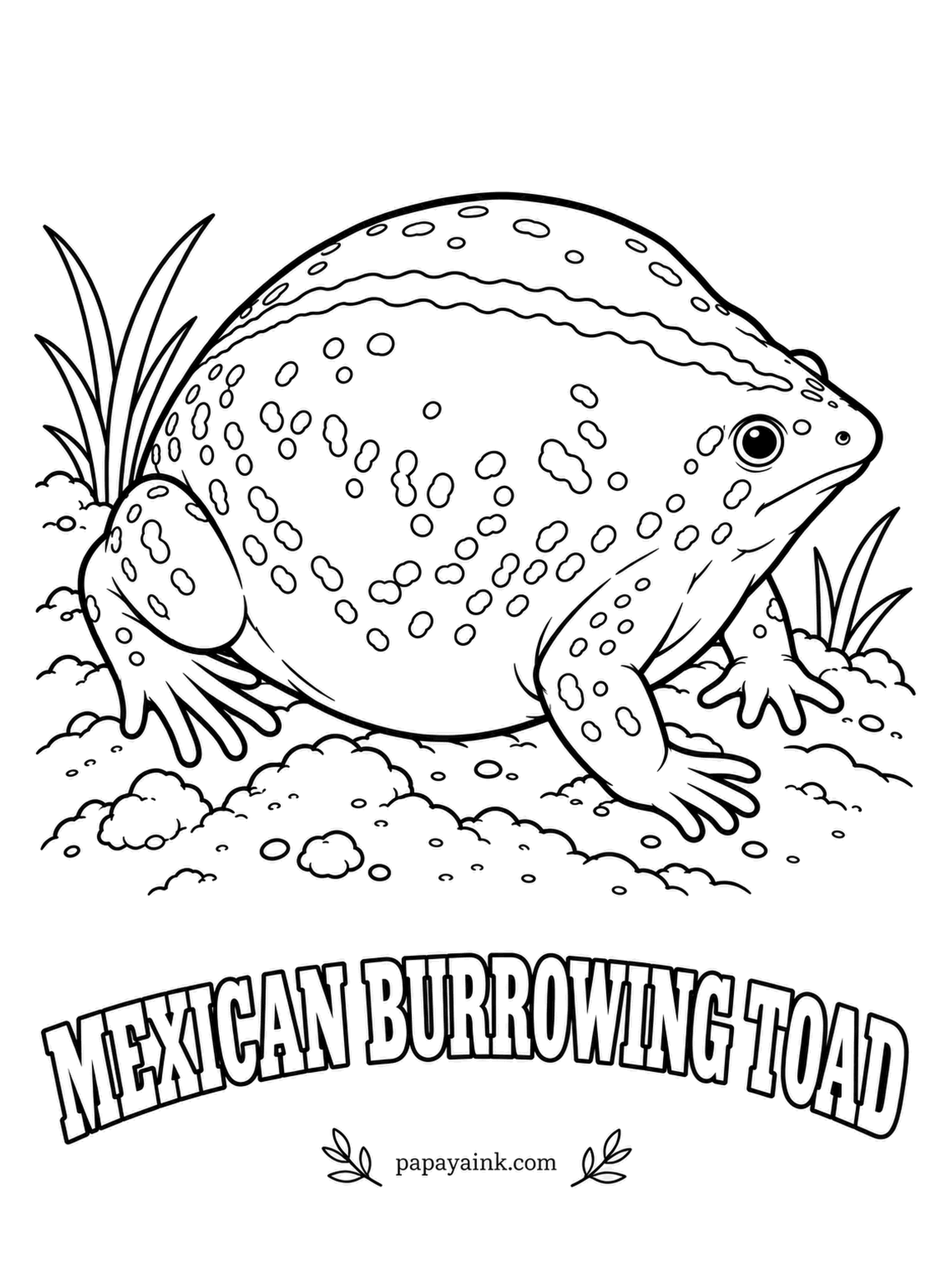 Amphibian Coloring Pages - A balloon with a pointed nose, the Mexican burrowing toad is built for tunneling after termites. It spends years underground and surfaces when desert storms fill the hollows, singing a loud whoa that rolls for a mile. Dark purple-brown, orange stripe over the backbone.