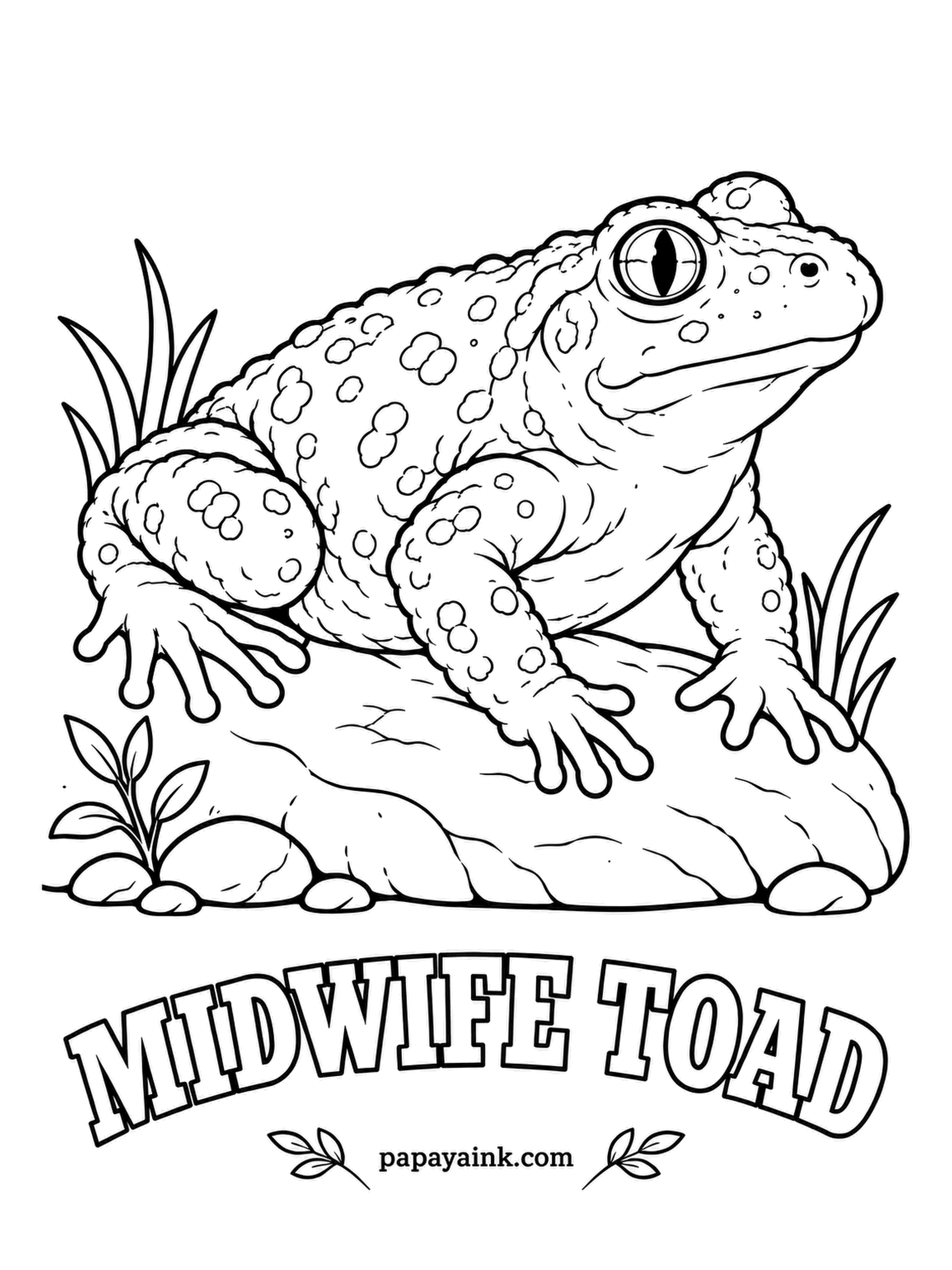 Amphibian Coloring Pages - Here the father babysits: a male midwife toad wraps the egg strings around his hind legs, carries them for weeks, then wades into a pond the night they hatch. Gray-olive with small warts, a few tipped in orange, and a gold slit-pupil eye.