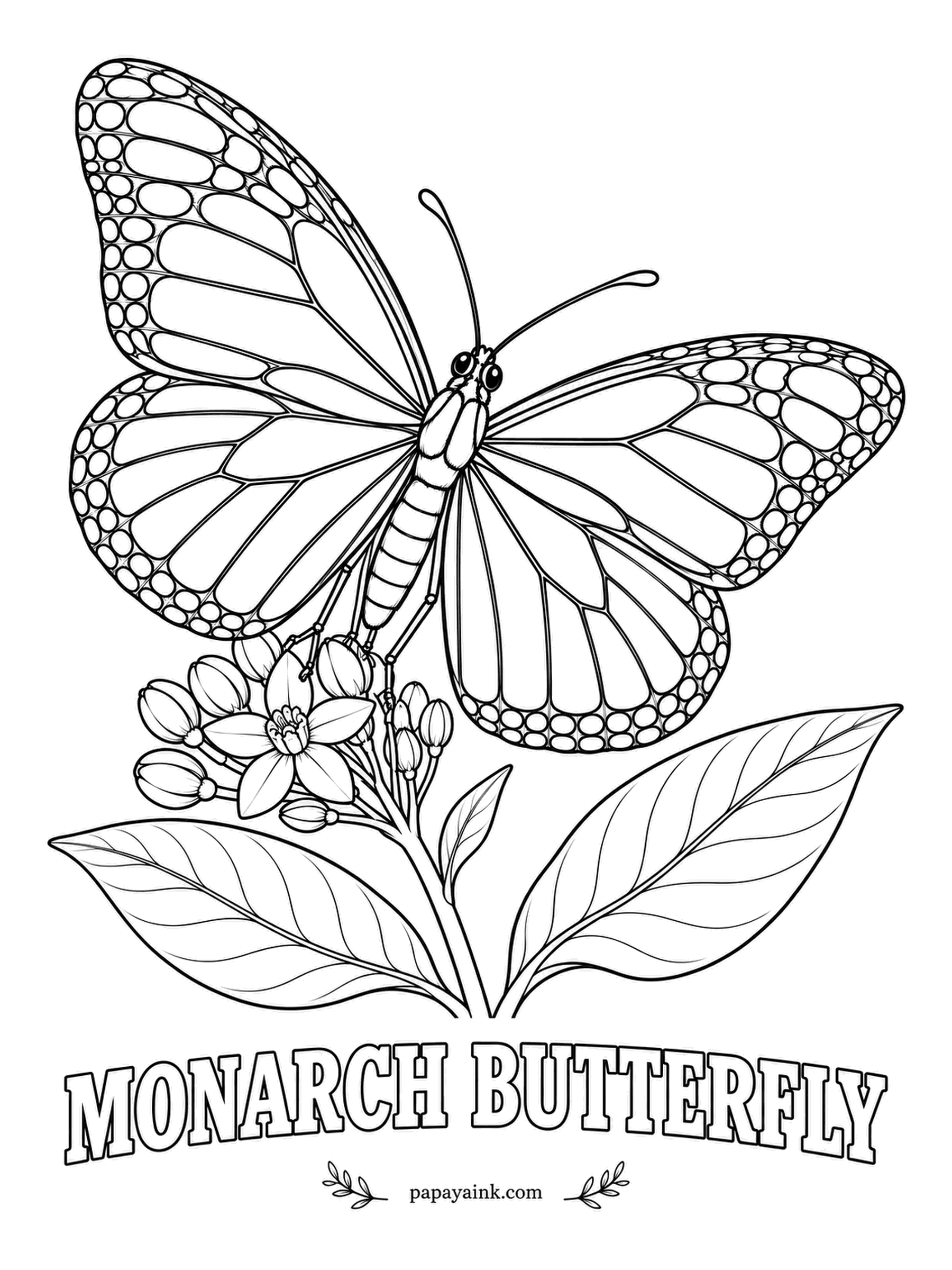 Butterfly and Moth Coloring Pages - The most famous wings in North America, resting on a milkweed flower cluster - the only plant its caterpillars will eat. Fill the panels bright orange, the veins and borders black, and dot the margins white.