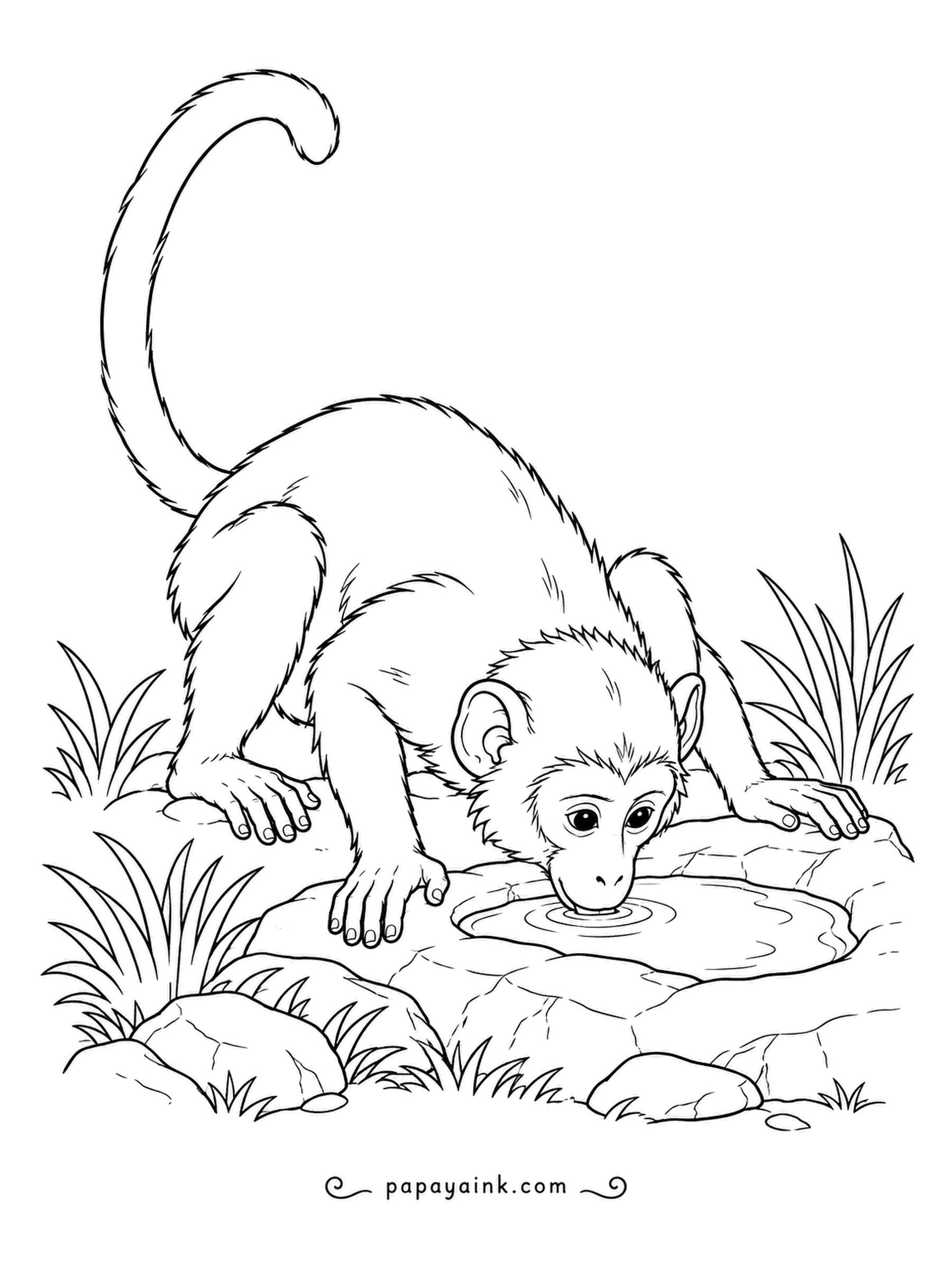 Monkey Coloring Pages - After a shower, rain collects in a dip in the rock, and the monkey bends for a long, careful sip. Grass and stones frame the pool. Realistic fur and fine detail.