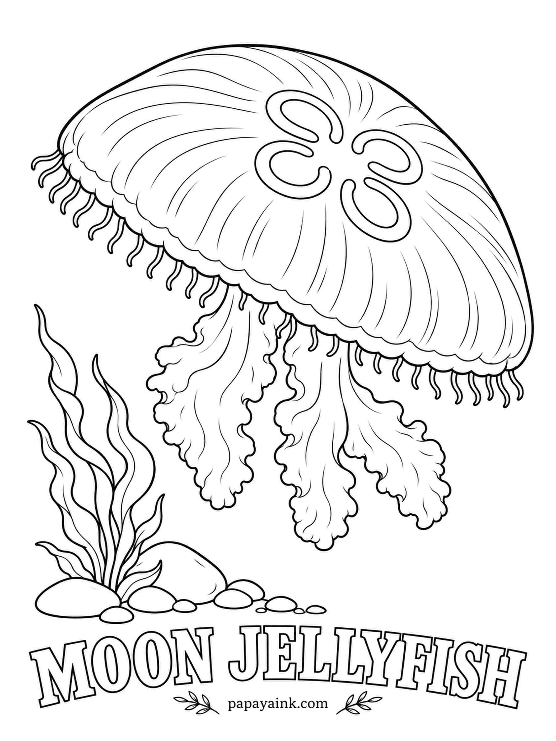 Sea Creature Coloring Pages - The four horseshoes showing through the bell are internal organs, on view because the whole animal is nearly transparent. Color it almost nothing: the palest lavender or pink wash, a hint of blue at the rim, and white paper doing most of the work.