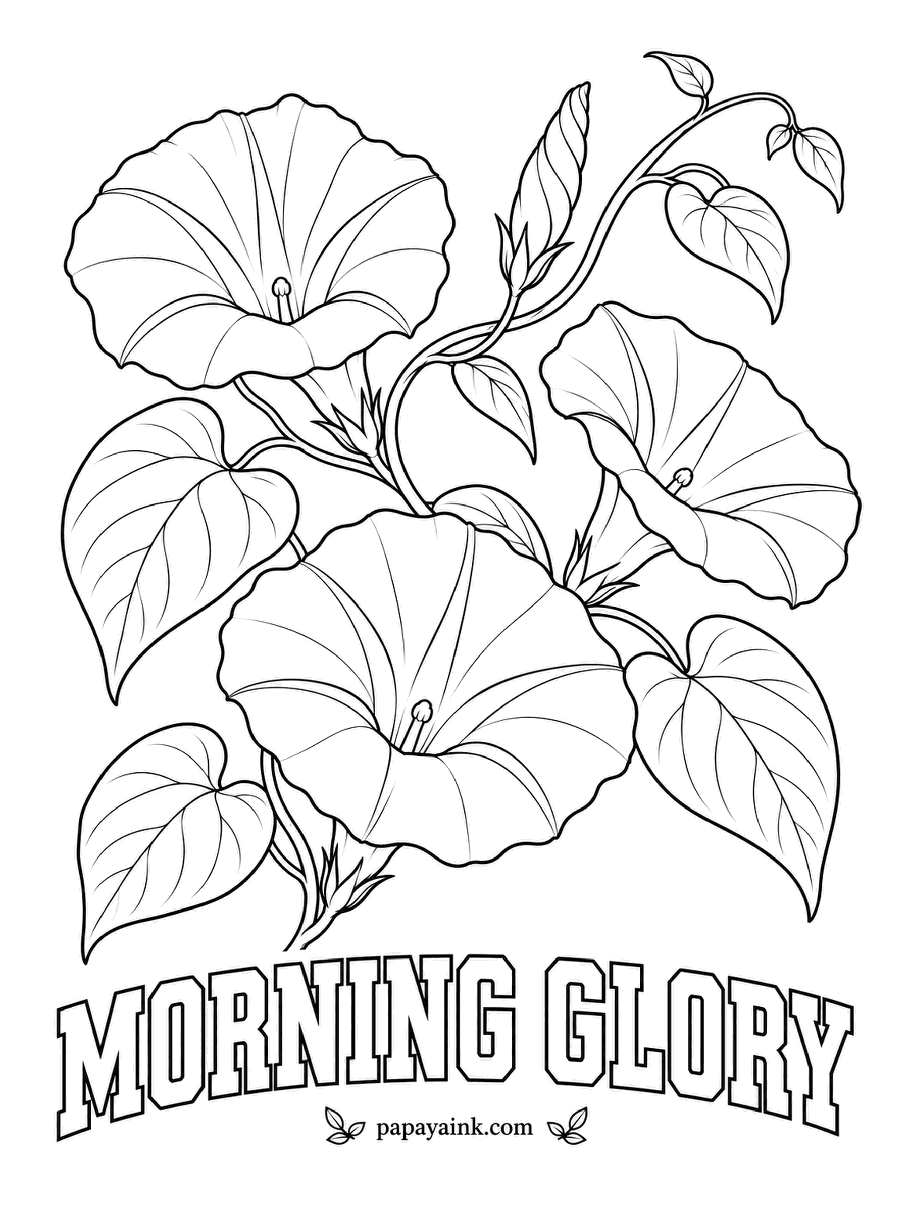 Free Flower Coloring Pages - Morning glory flowers open at dawn and are done by afternoon, and the vine simply makes new ones the next day. The classic is sky blue fading to a white throat, with faint lighter stripes radiating outward.
