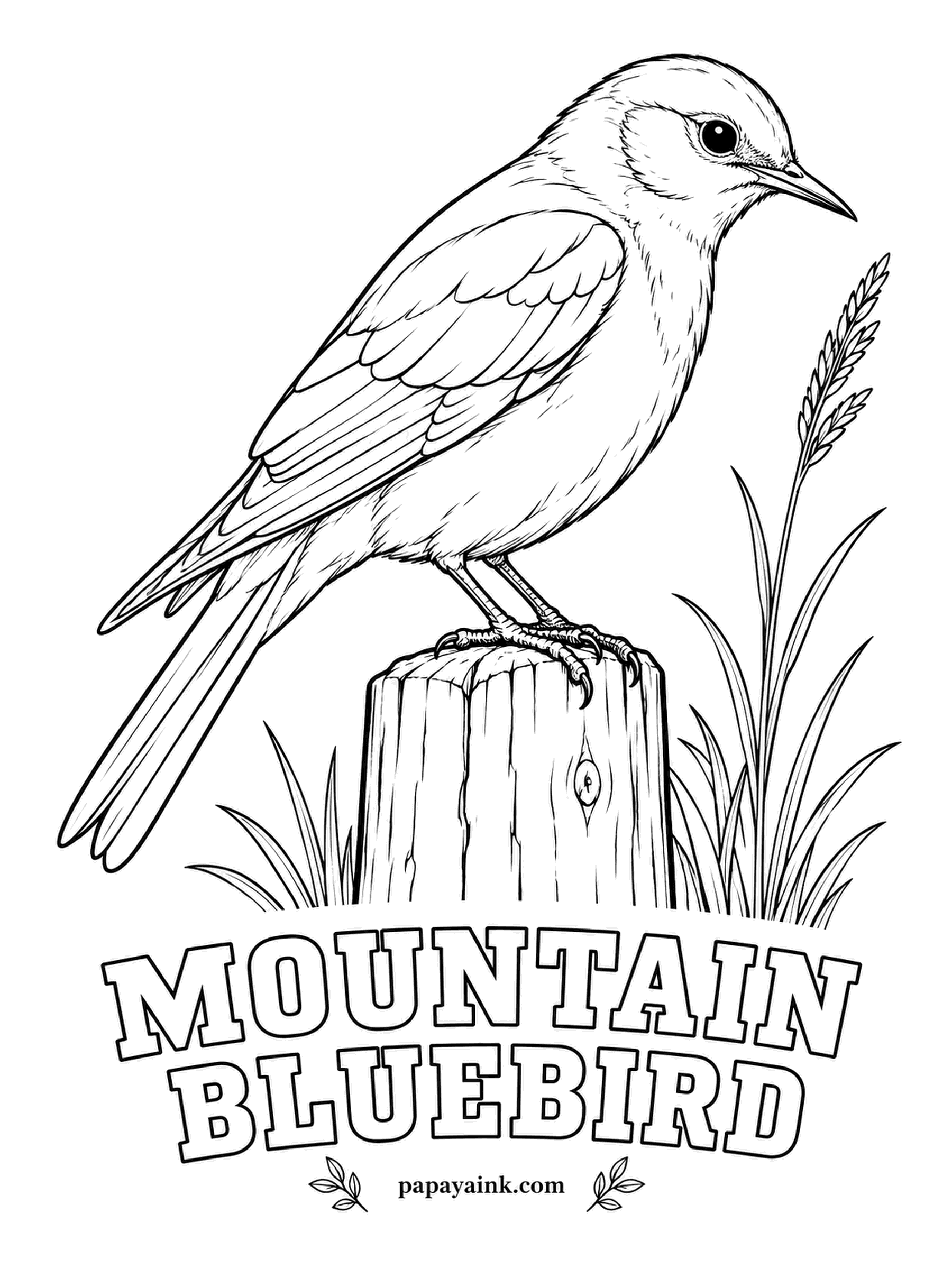 Realistic Bird Coloring Pages - Fence posts across the open West belong to the mountain bluebird, which hovers over the grass like a tiny kestrel before dropping on an insect. The male is sky blue from crown to tail, lighter on the belly - try two blues in layers.