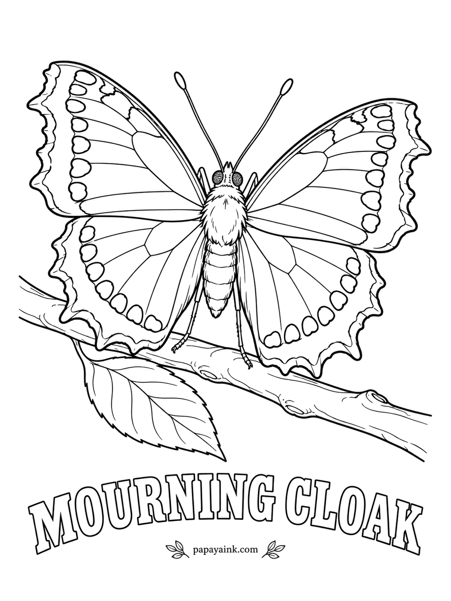 Butterfly and Moth Coloring Pages - This butterfly sleeps through winter as an adult and is often the first one flying over melting snow. Deep maroon wings, a row of blue spots and a cream-yellow border; it is basking on a bare branch to warm up.