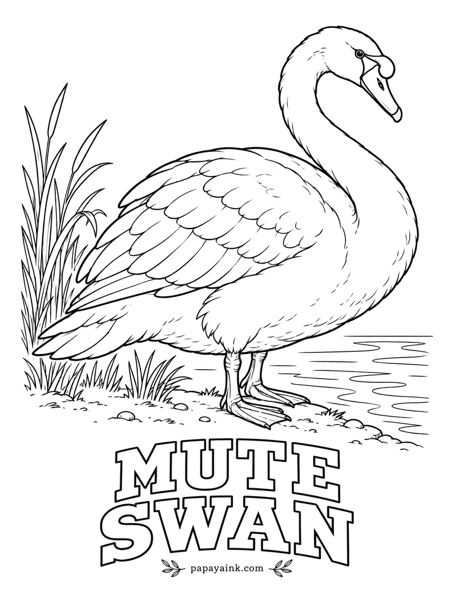 Realistic Bird Coloring Pages - Mute is a misnomer. This swan hisses, snorts and grunts, and its wings throb with a deep humming whistle in flight. Paper white feathers, an orange bill with a black knob at the base, and black feet planted on the shore.