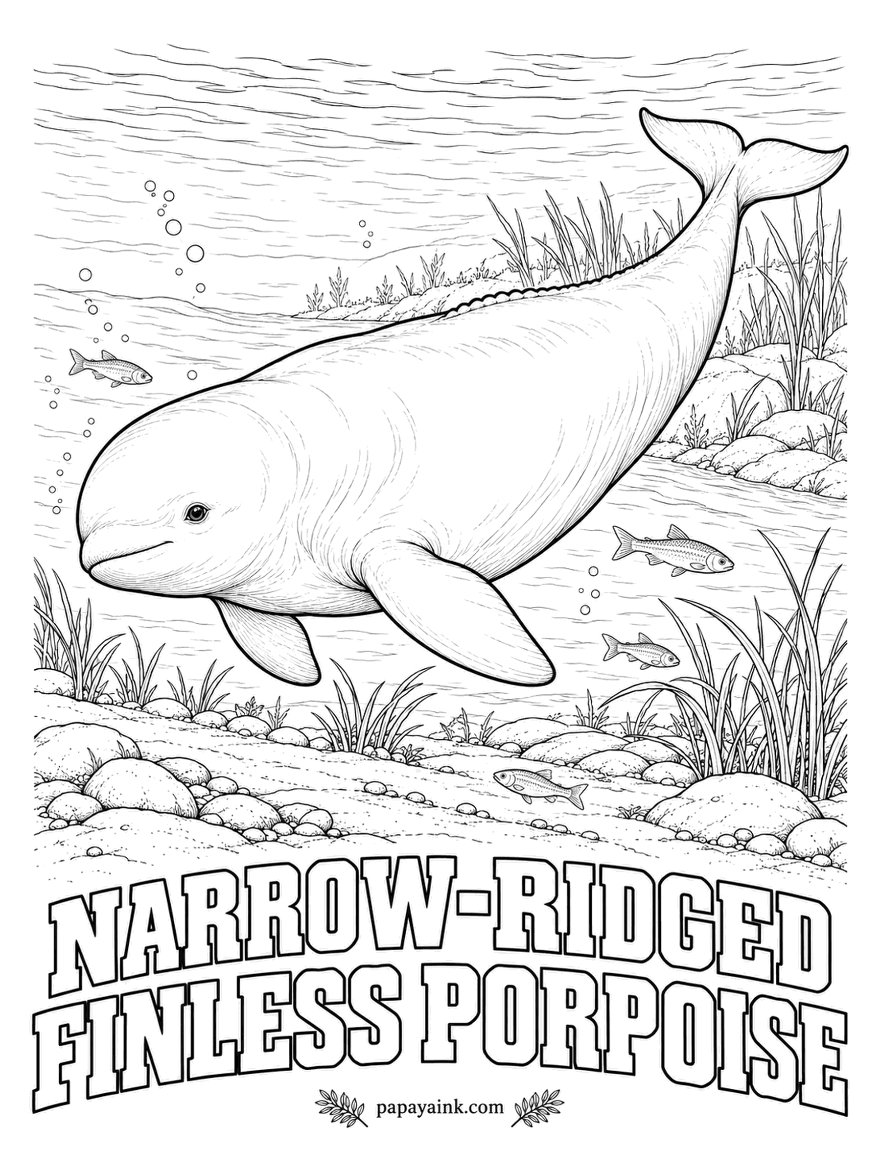 Whale Coloring Pages - A permanently smiling face and no dorsal fin, just a low ridge down the back. Along the coasts of China, Korea and Japan it slips into river mouths; one population lives its whole life in the Yangtze, the only porpoise in fresh water. Pale silver-gray.