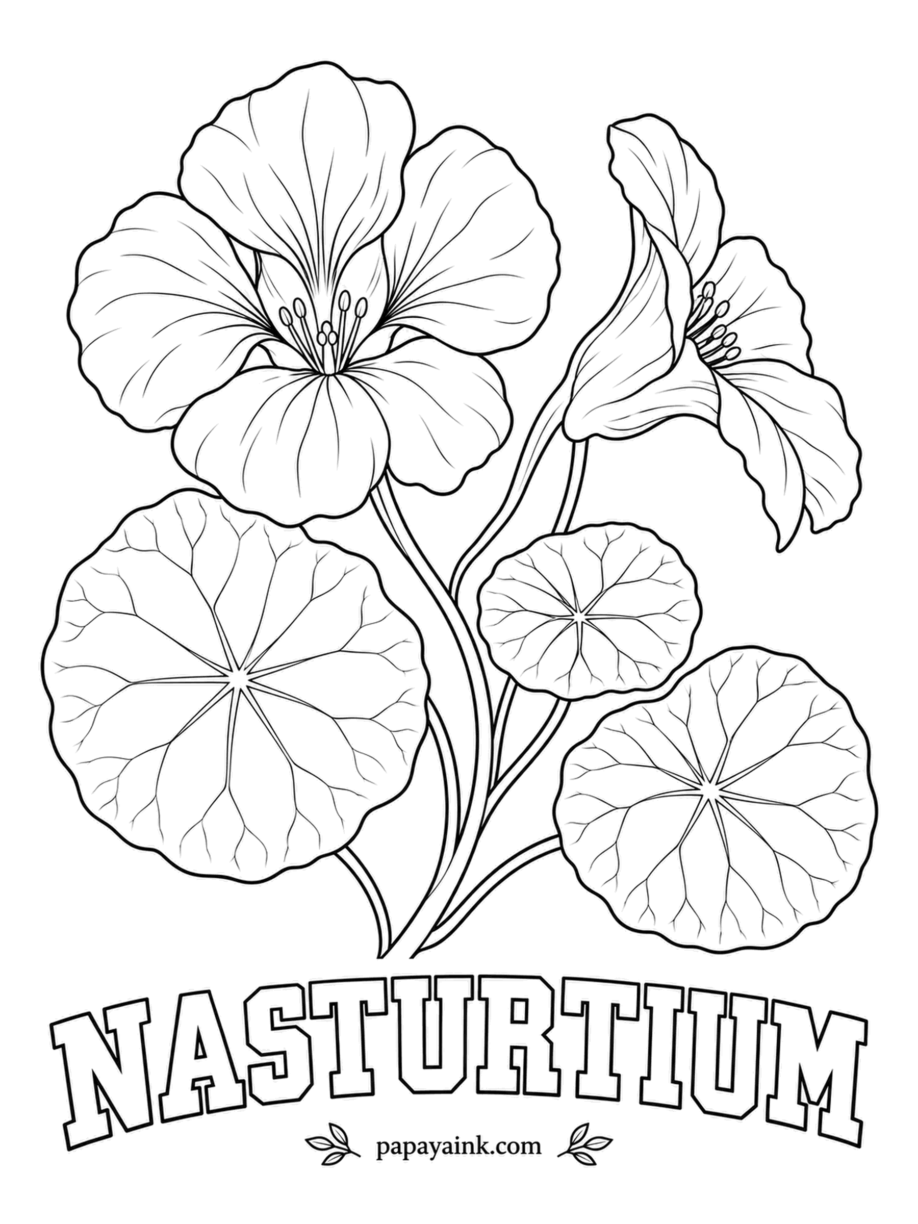 Free Flower Coloring Pages - Nasturtium flowers and leaves both taste peppery, like watercress, and turn up in salads. Orange, crimson and butter yellow suit the flowers; the round leaves, veined from a central point like a wheel, take a cool gray-green.