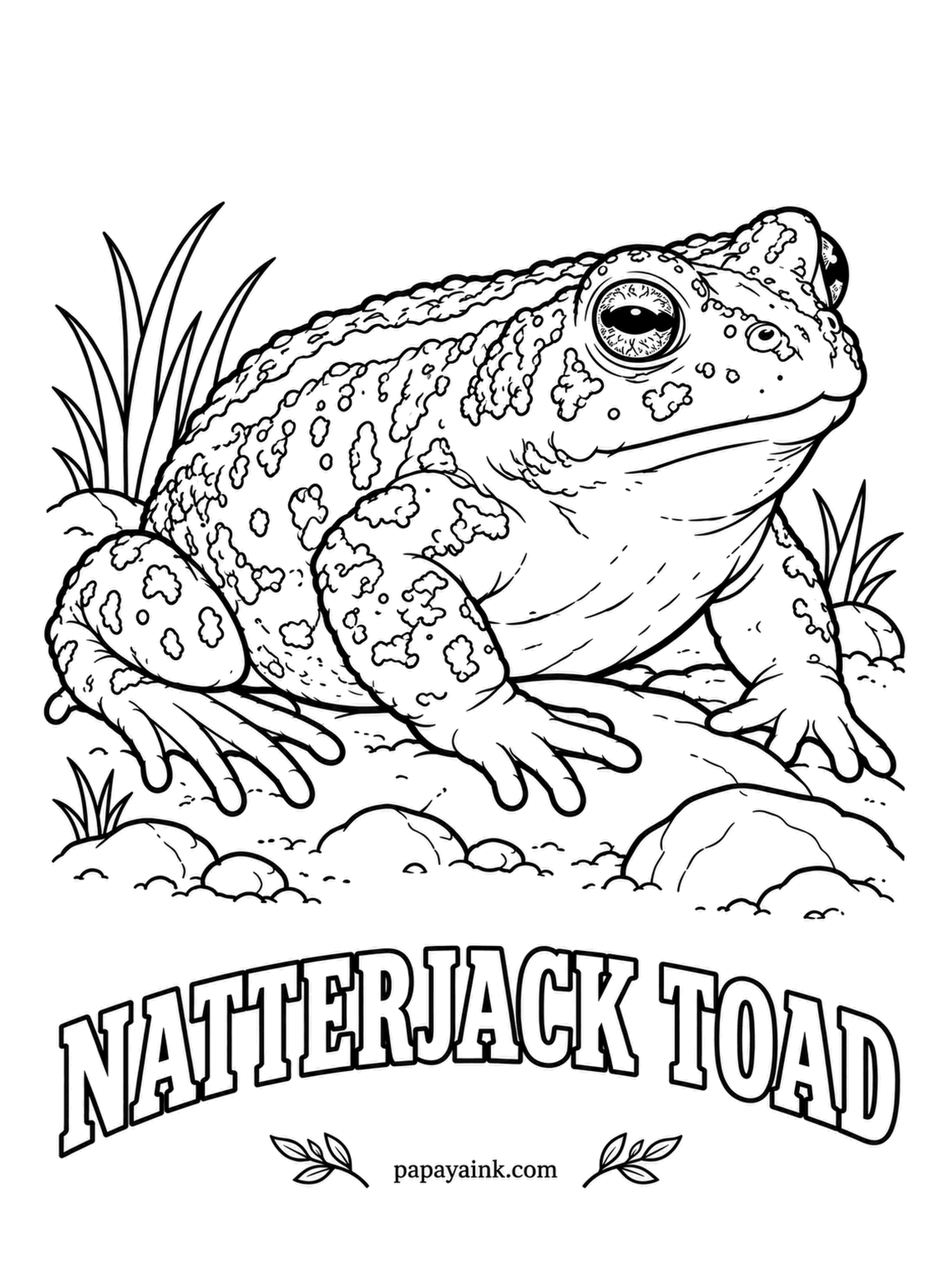 Amphibian Coloring Pages - Short legs mean the natterjack toad runs instead of hopping, hence its nickname, running toad. A male chorus of rasping calls from the sand dunes travels for miles on a still night. Olive brown with darker bumps and a thin yellow line along its length.