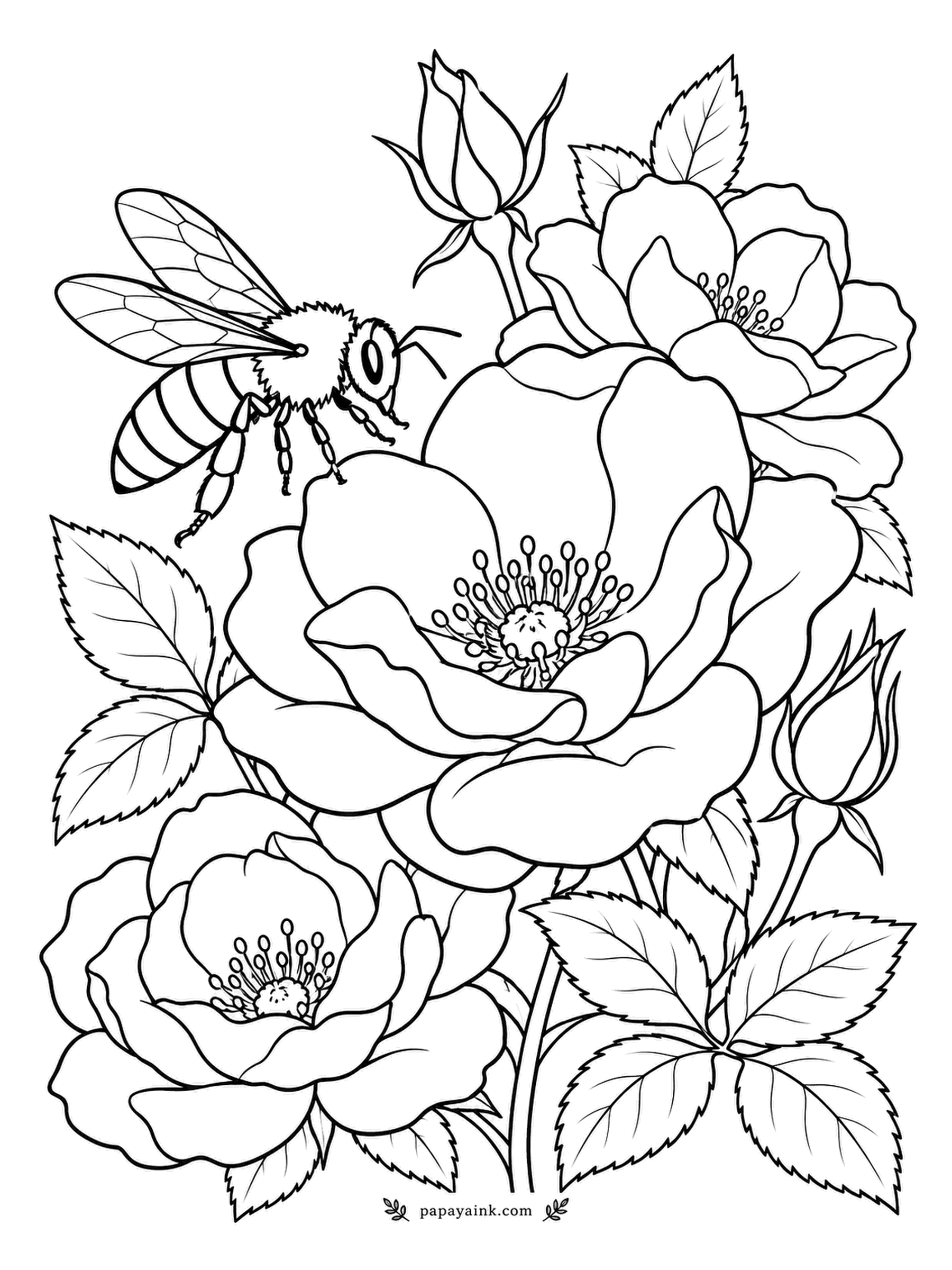 Rose Coloring Pages - No wonder the bee chose this one: fully double roses hide their pollen under too many petals, while semi-doubles leave it in plain view. Yellow and black for the bee, warm pink for the blossoms.