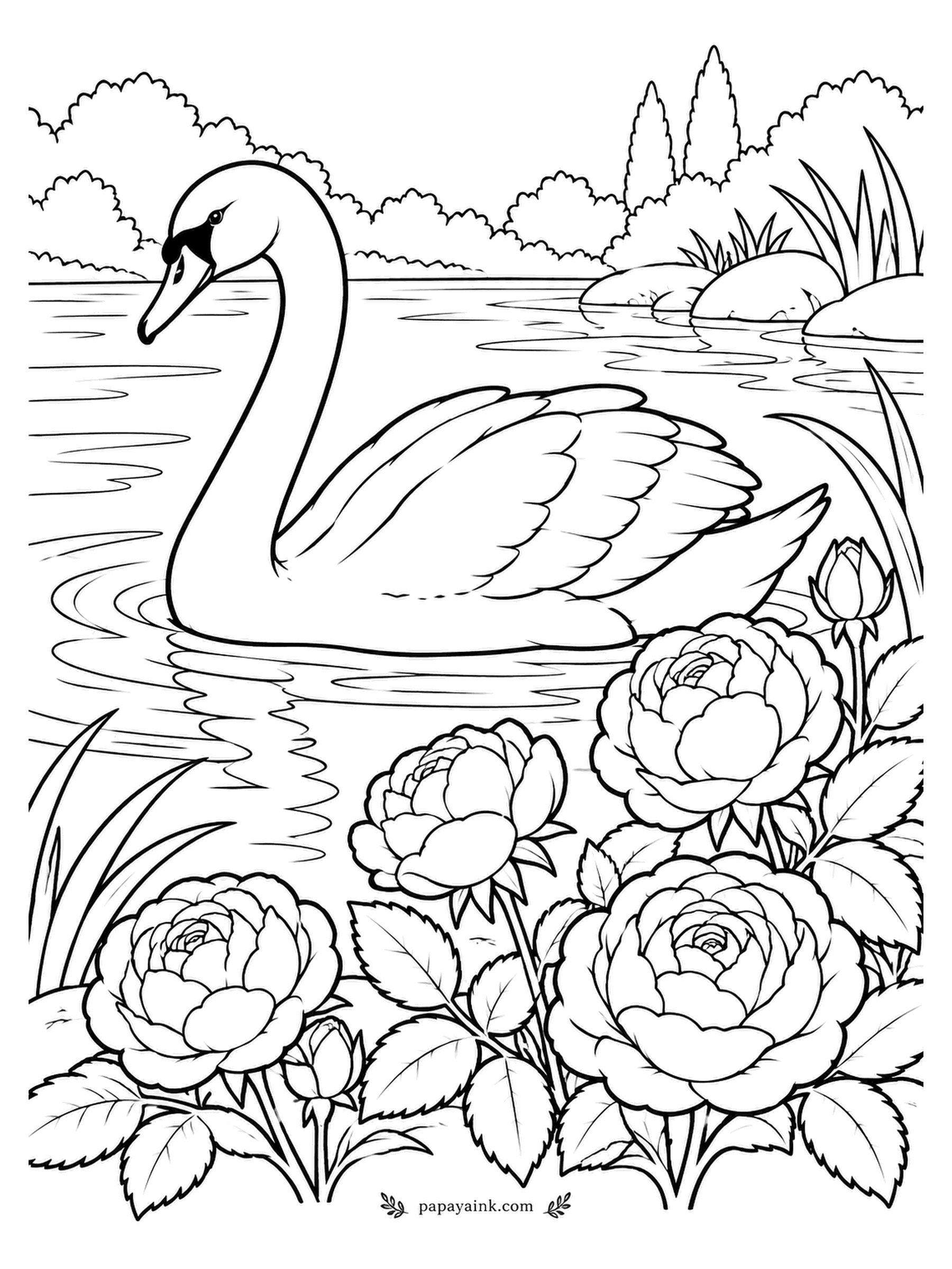Rose Coloring Pages - Not silent at all, despite the name: mute swans hiss, snort and grunt, just less musically than other swans. This one glides past a bank of heavy roses. Orange bill with a black knob at the base.