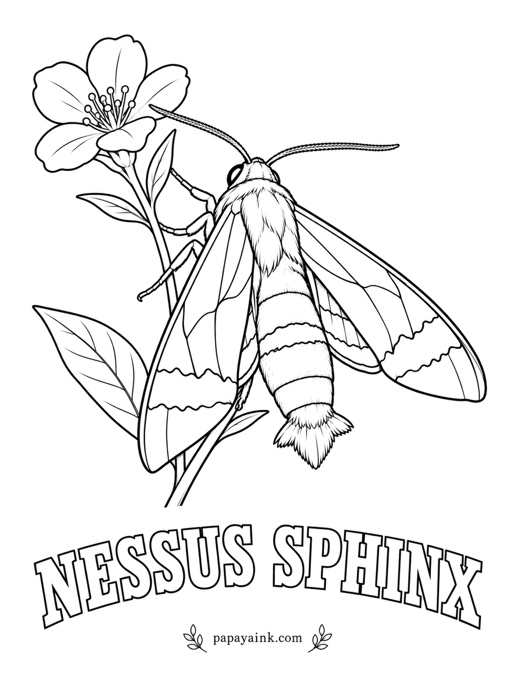 Butterfly and Moth Coloring Pages - Flies by day in spring, visiting apple and lilac blossom with a bee-like hum, two bright yellow bands across its dark abdomen and a flared brush of a tail. Keep the wings deep chocolate so the yellow stripes jump out.