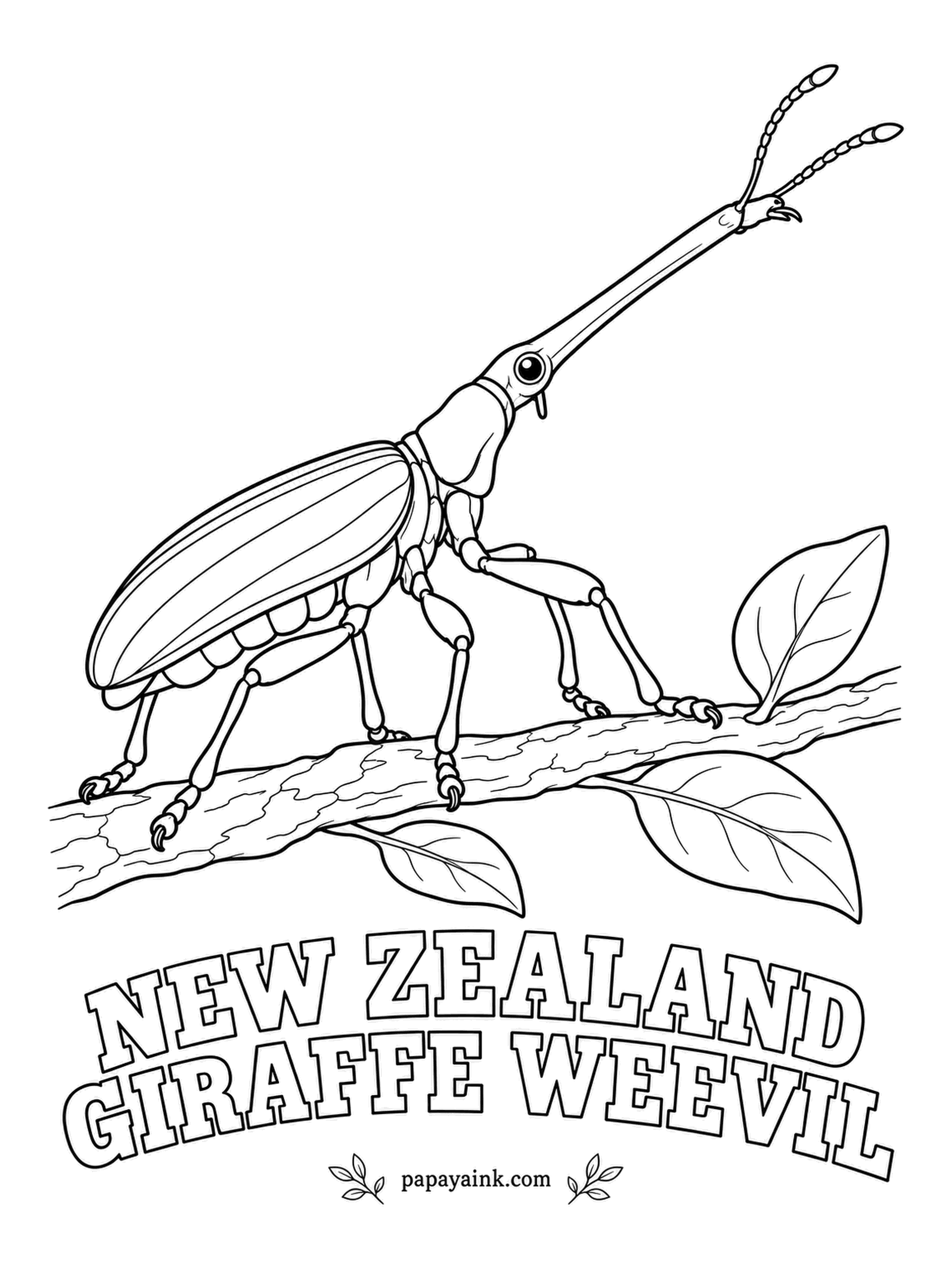 Beetle Coloring Pages - New Zealand's longest beetle, the male giraffe weevil can reach about three inches, and roughly half of that is snout, with the antennae perched near the tip. Warm brown with faint cream stripes along the back.