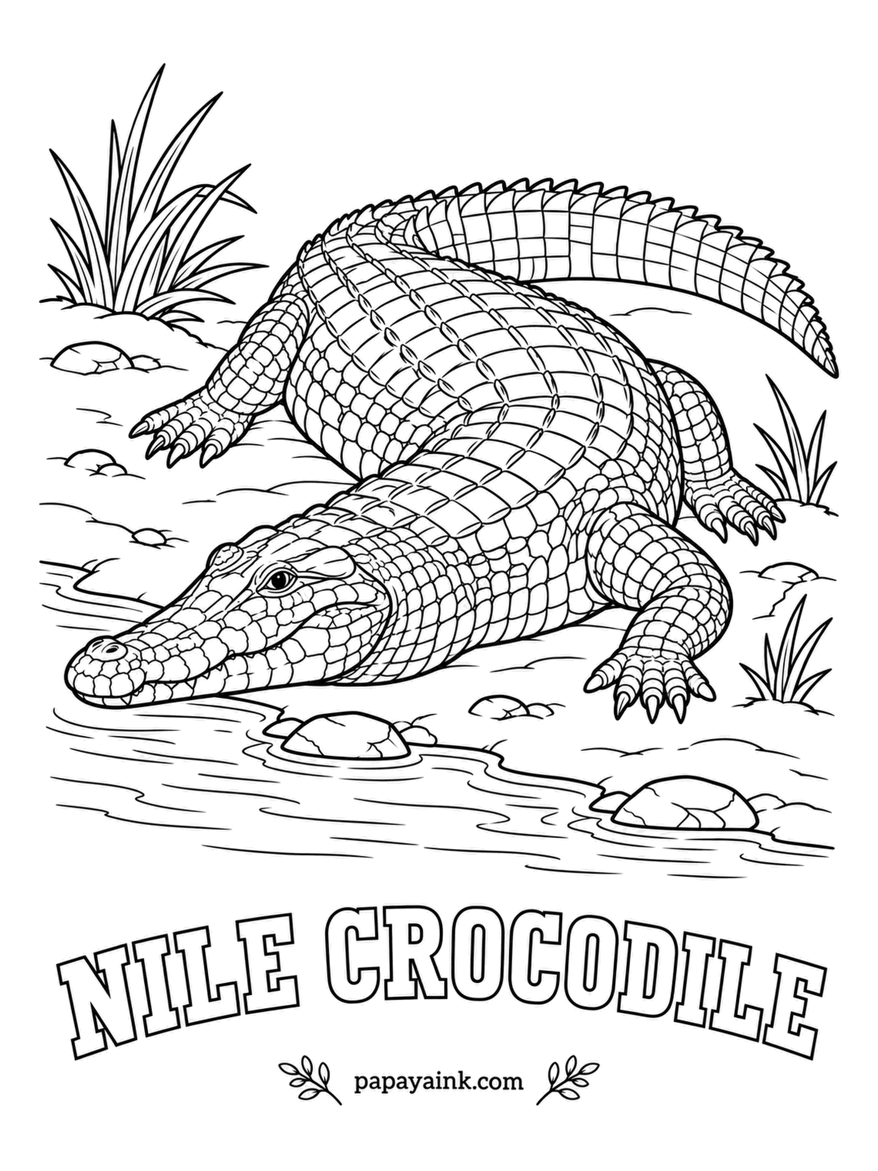 Reptile Coloring Pages - Africa's largest reptile is also a careful parent: the mother gently carries her hatchlings to the water in her mouth. Here a Nile crocodile slides toward a river. Bronze above, dark bands across the tail, yellowish belly.