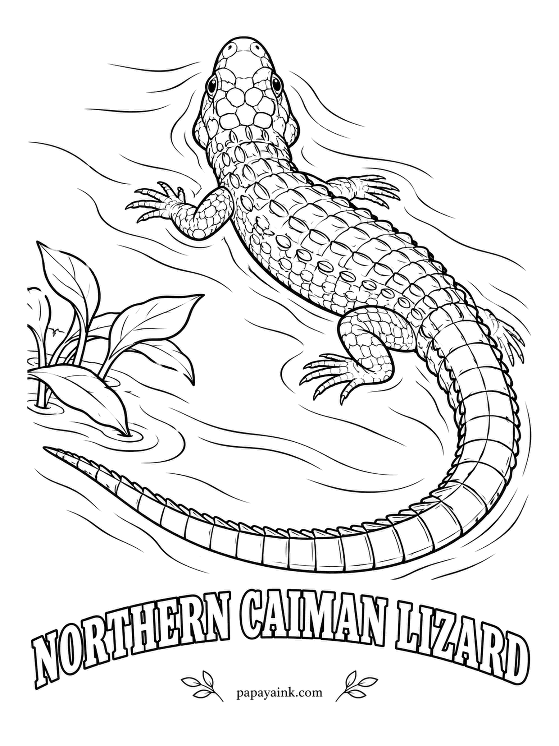 Reptile Coloring Pages - Swimming through a flooded Amazon forest, the caiman lizard steers with a flattened, ridged tail borrowed from crocodiles. It cracks snails with wide flat teeth. Adults wear a green body and an orange-red head - a combination worth the brightest pencils in the box.