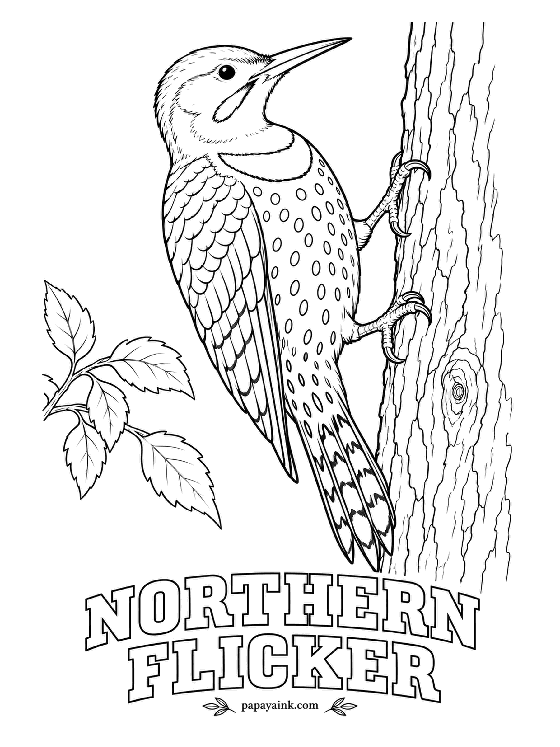 Printable Bird Coloring Pages - A woodpecker that would rather eat on the ground, licking up ants with a long sticky tongue. The Northern Flicker is barred brown on the back, buff with round black spots below, with a black crescent on the chest. Eastern birds flash yellow underneath.