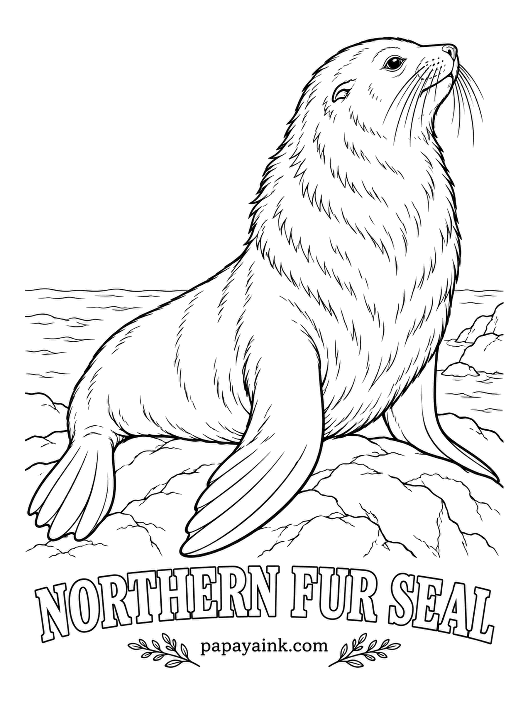 Sea Creature Coloring Pages - Some of the thickest fur of any mammal, so dense that water never reaches the skin. The northern fur seal props itself up on long flippers, chest out, as if posing. Brown to near black on a male, with a gray frosting over the shoulders.
