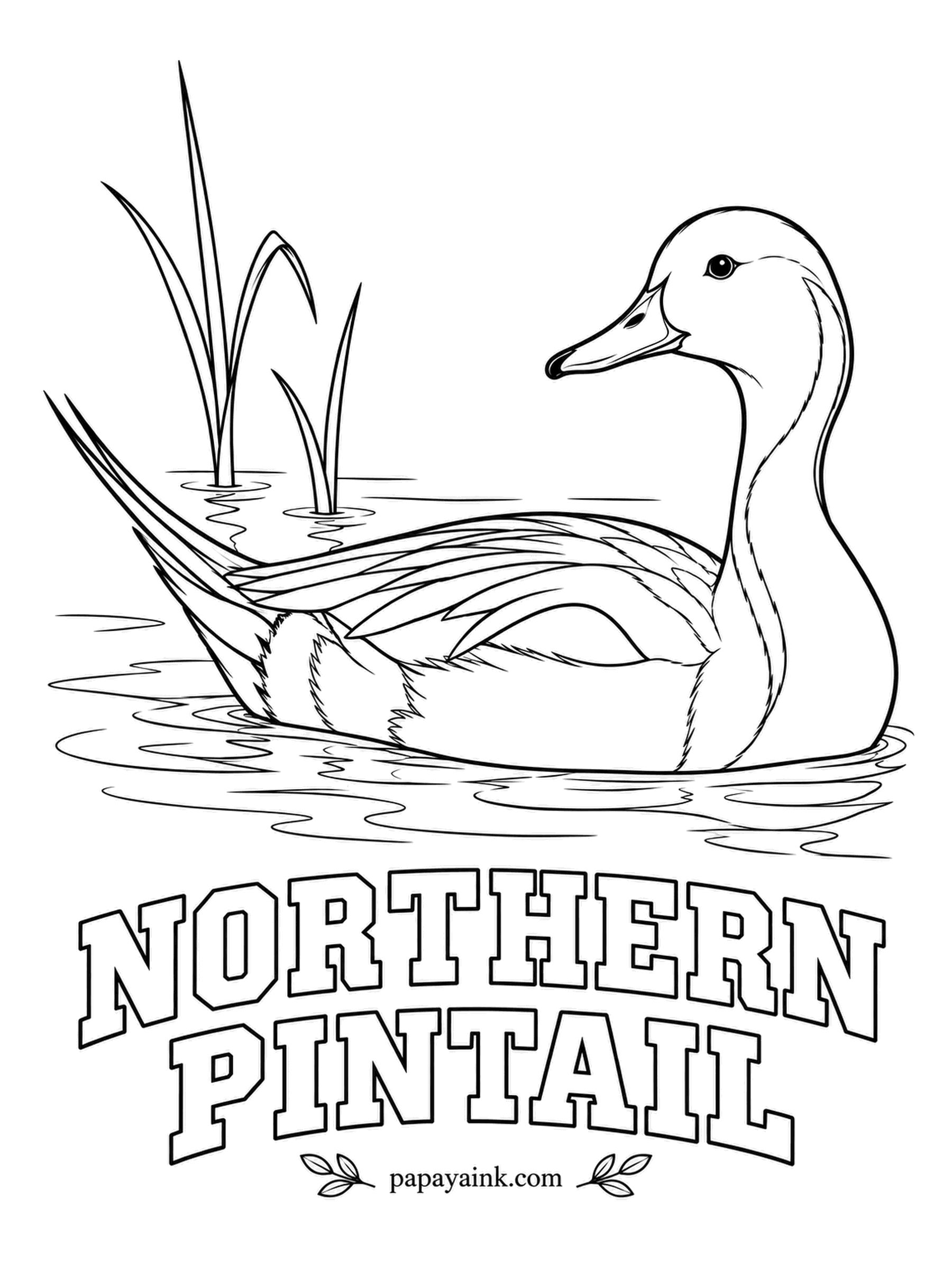 Realistic Bird Coloring Pages - Slender as a swan and pointed at both ends, the drake northern pintail is the elegant one on the pond. Chocolate head, a white stripe running up the neck, gray sides and a long black tail spike.