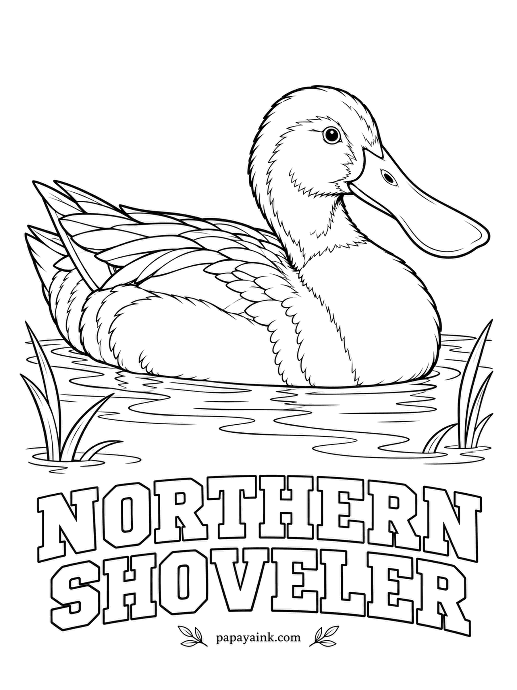 Printable Bird Coloring Pages - Its huge spoon of a bill has comb-toothed edges that strain tiny food from the shallows, and flocks often swim in tight circles to stir it up. A Northern Shoveler drake has a green head, a yellow eye, a white breast and chestnut sides.