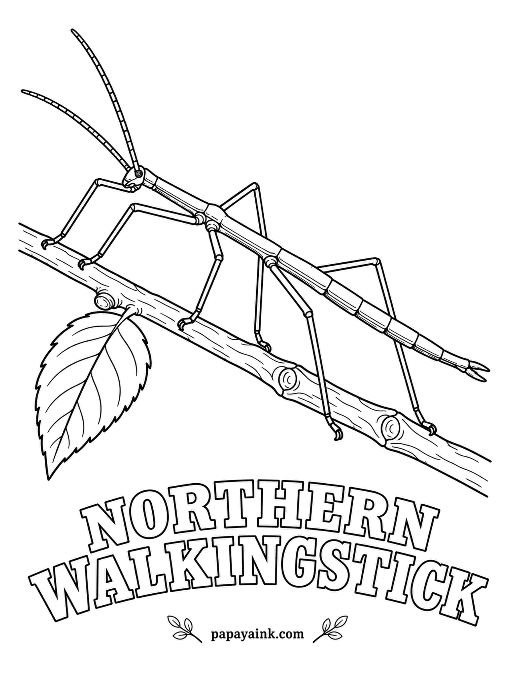 Insect Coloring Pages - In late summer, female northern walkingsticks drop their eggs from the treetops one by one, and in a big year it sounds like light rain on the leaves. Wingless and twig-thin. Brown to match an old twig, or green to match a fresh shoot.