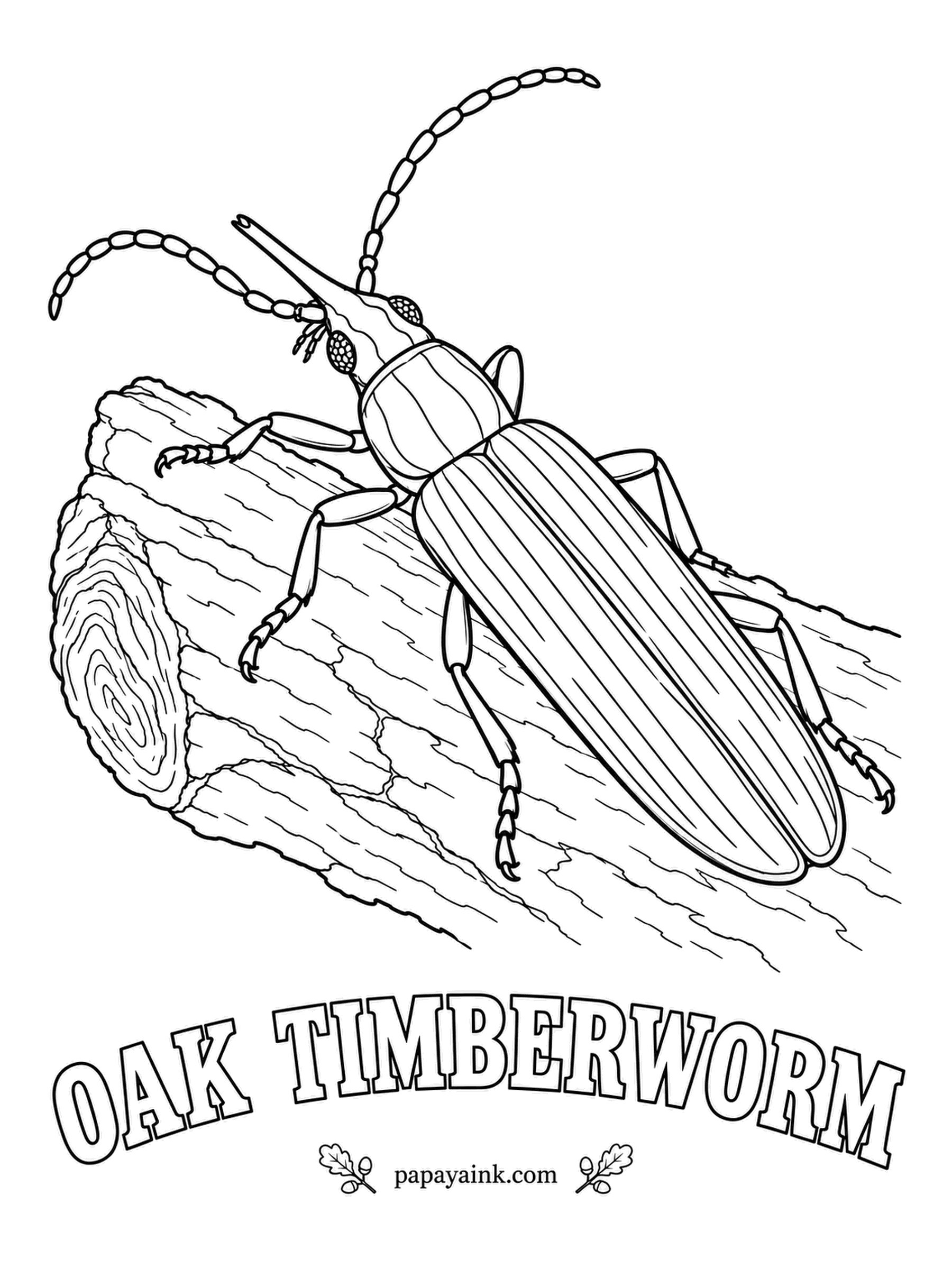 Beetle Coloring Pages - Males use their long, flattened snouts to fence over females, while the female drills into wounded oaks to lay her eggs. The oak timberworm is dark reddish brown with neat orange-yellow dashes along the wing covers.