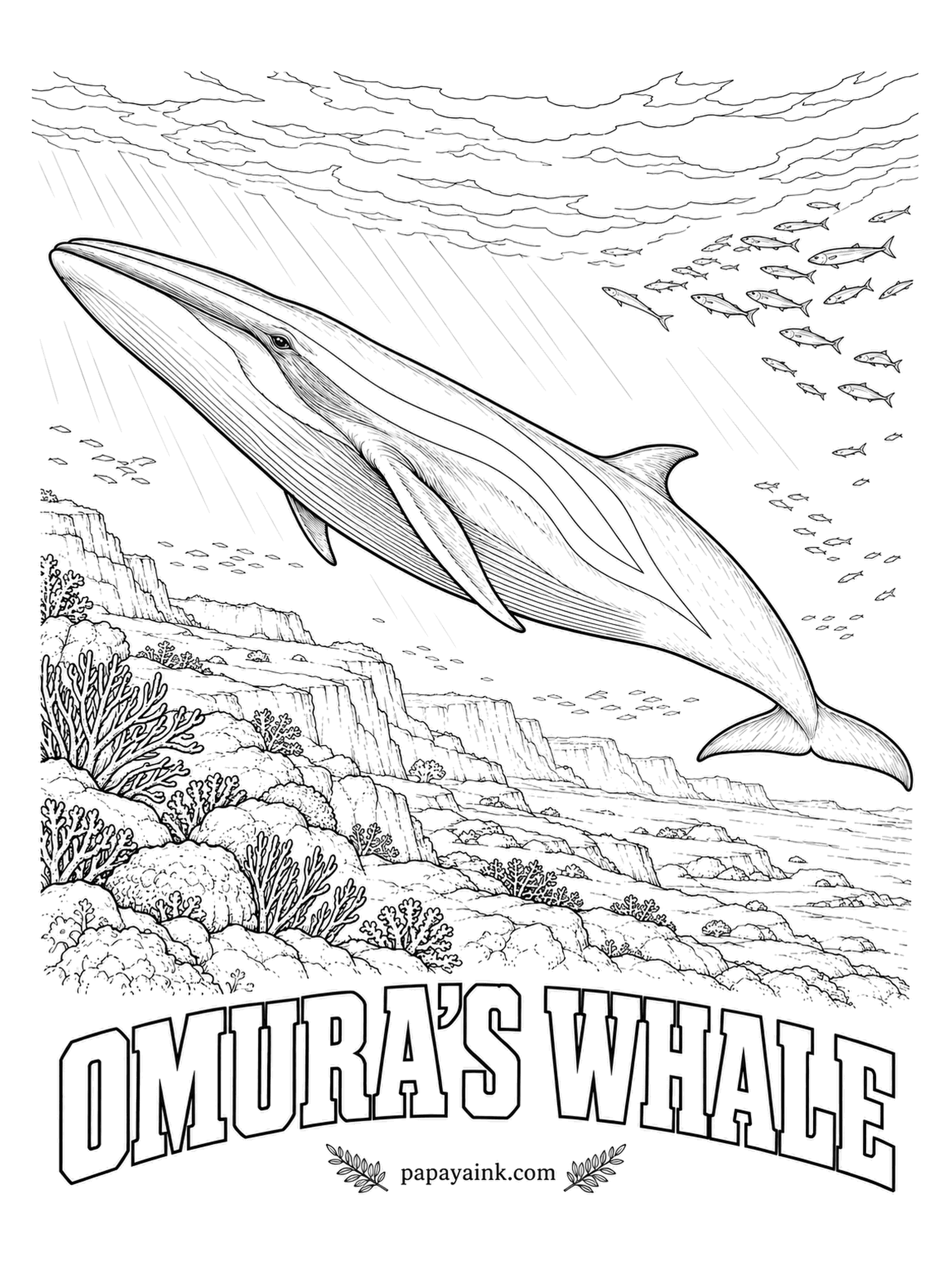 Whale Coloring Pages - A whale so little known that the first live animals were filmed just recently, off Madagascar. Like the fin whale it wears its colors unevenly: the right side of the jaw is white, the left dark. Slender, streaked blue-gray back, pale chevrons behind the head.