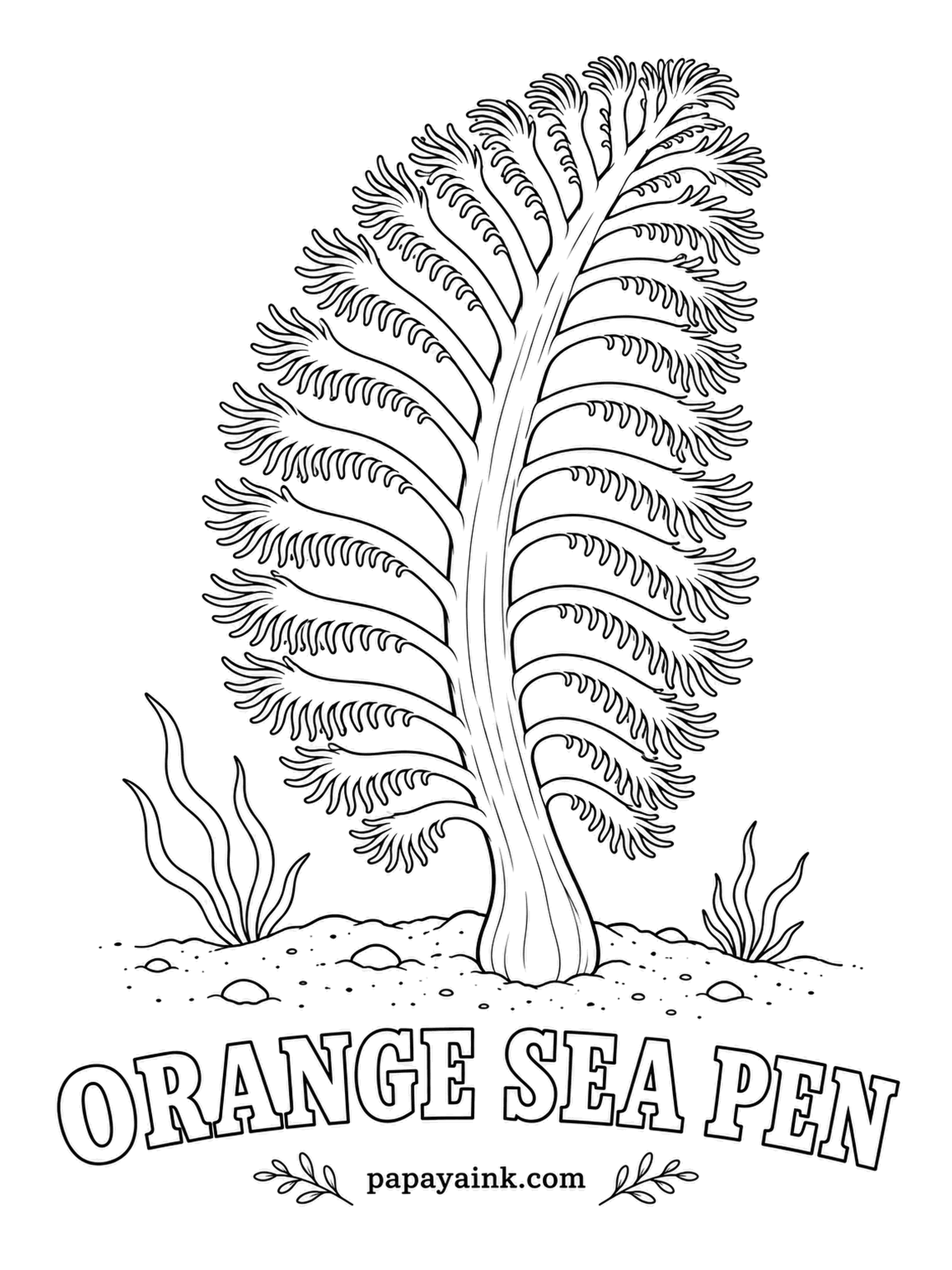 Sea Creature Coloring Pages - Not a plant and not one animal, but a whole colony shaped like an old quill pen, anchored in sand. Touch it and it glows green, then deflates and pulls down out of sight. Bright orange plumes, a slightly paler stalk.