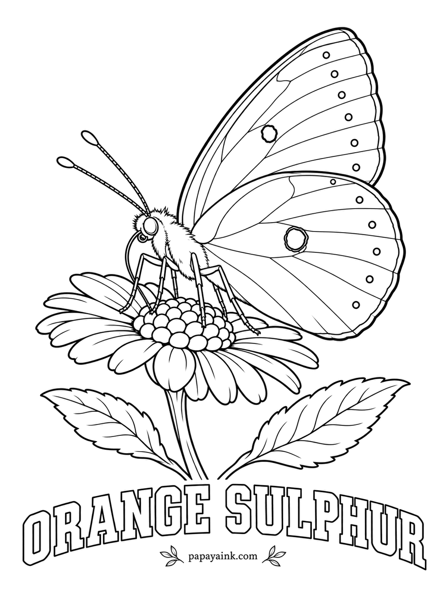 Butterfly and Moth Coloring Pages - Farmers call it the alfalfa butterfly, because fields of alfalfa fill with hundreds of them in late summer. Orange-yellow wings with a black border; the underside shows a silver spot ringed in pink on the hindwing.