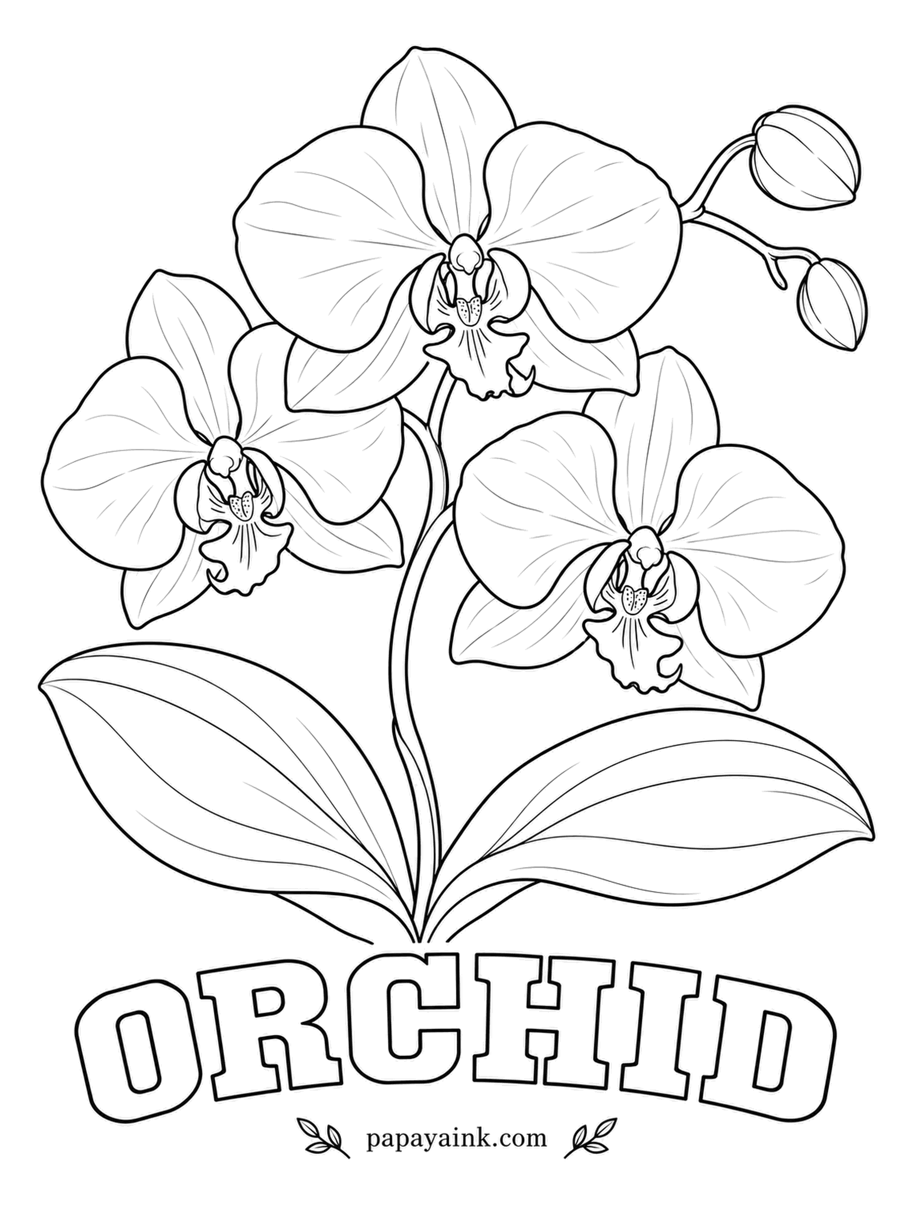 Free Flower Coloring Pages - The moth orchid is the one sold in most grocery stores, and a single spray can flower for two or three months. White petals with a magenta lip are classic; deep purple with a speckled center looks richer.