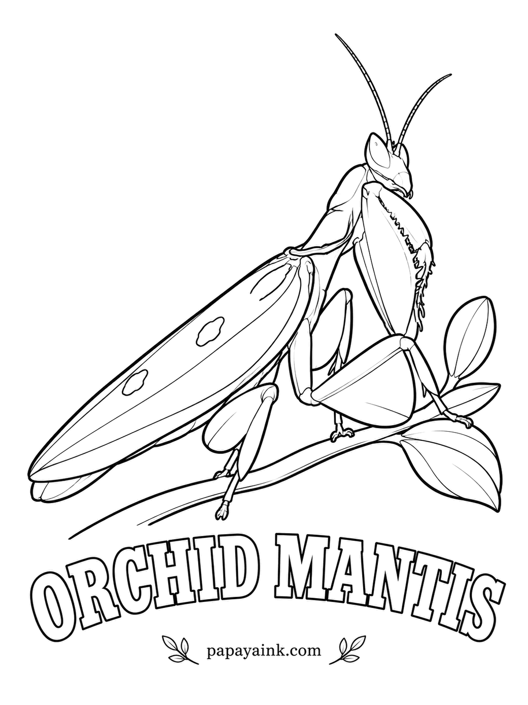 Insect Coloring Pages - Bees fly straight at the orchid mantis of Southeast Asia, mistaking the whole animal for a flower; it needs no real orchid to hide in. Soft pink, cream and pale white, with a touch of green.