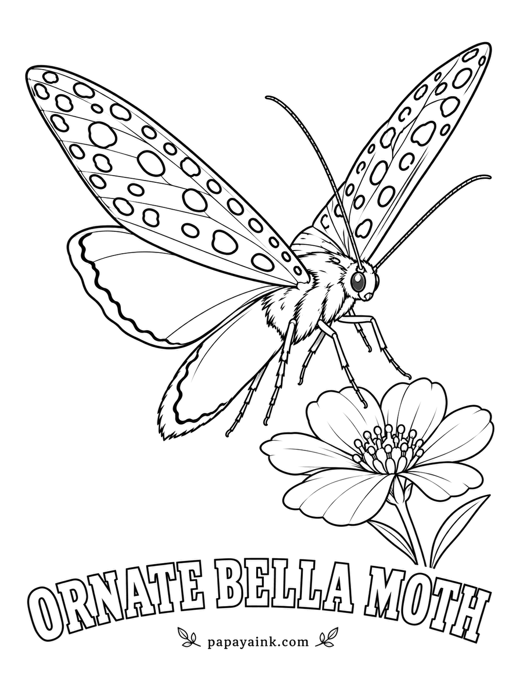 Butterfly and Moth Coloring Pages - Rows of black-dotted white bands on orange-yellow forewings, and hindwings of pure pink that show in flight. Its caterpillars eat rattlebox seeds and store the toxin, so foul that spiders cut it loose from their webs.